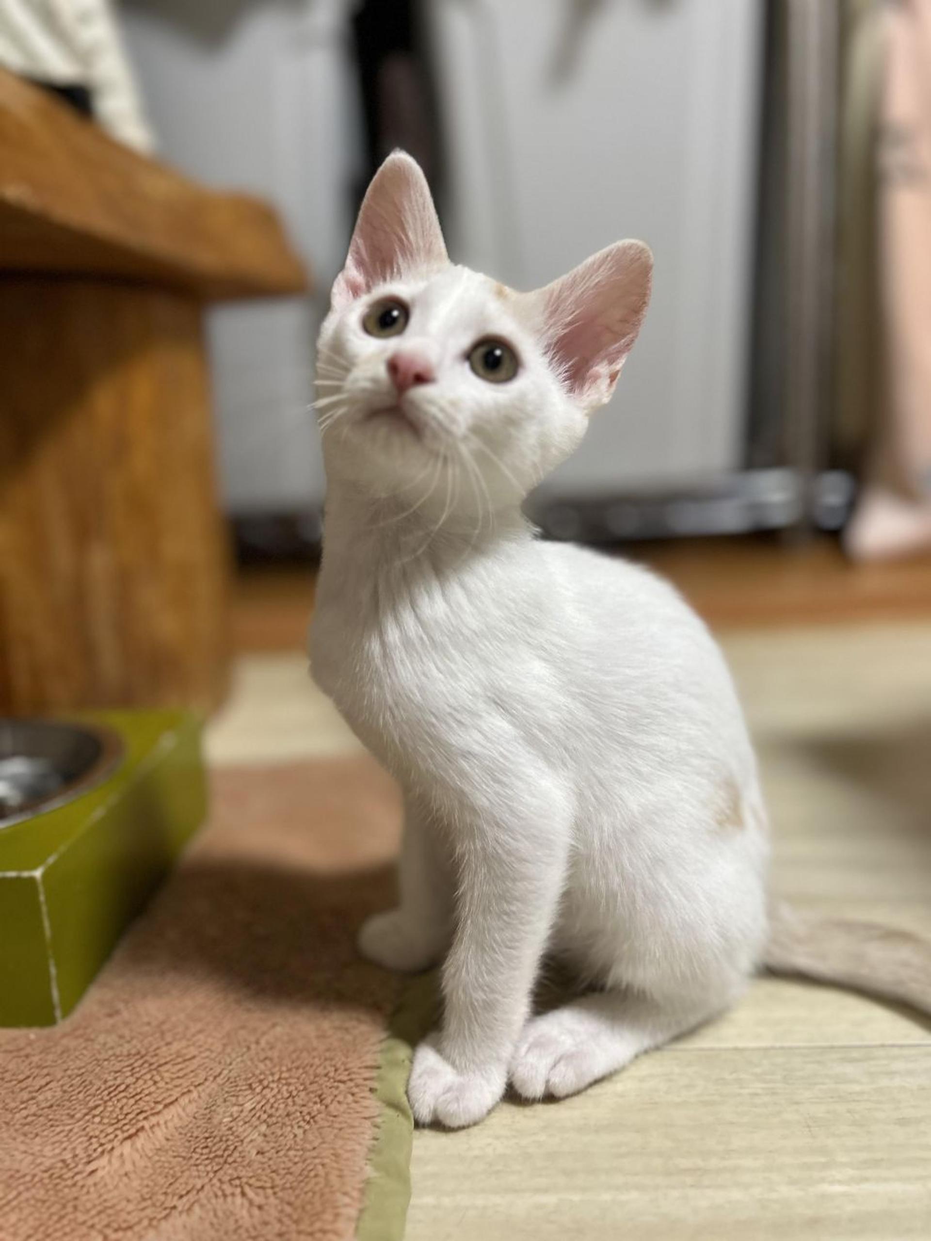 pet-image-4