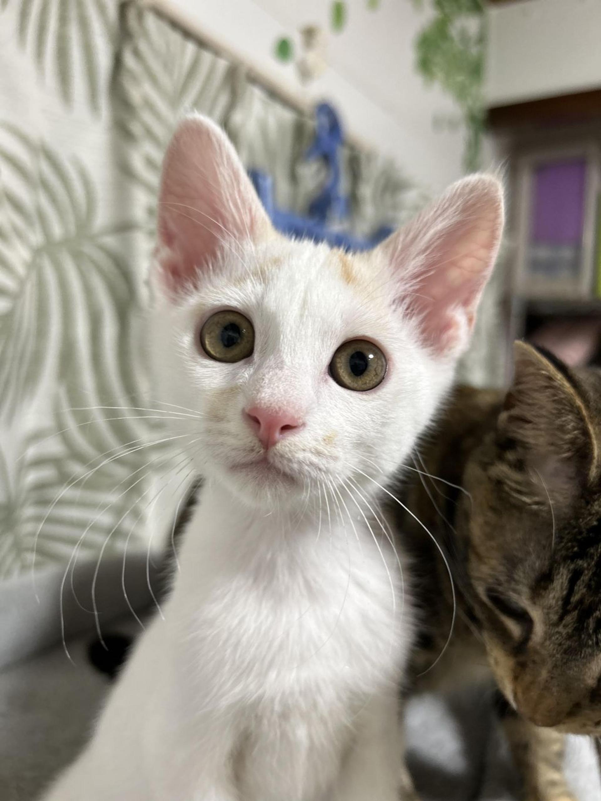 pet-image-6