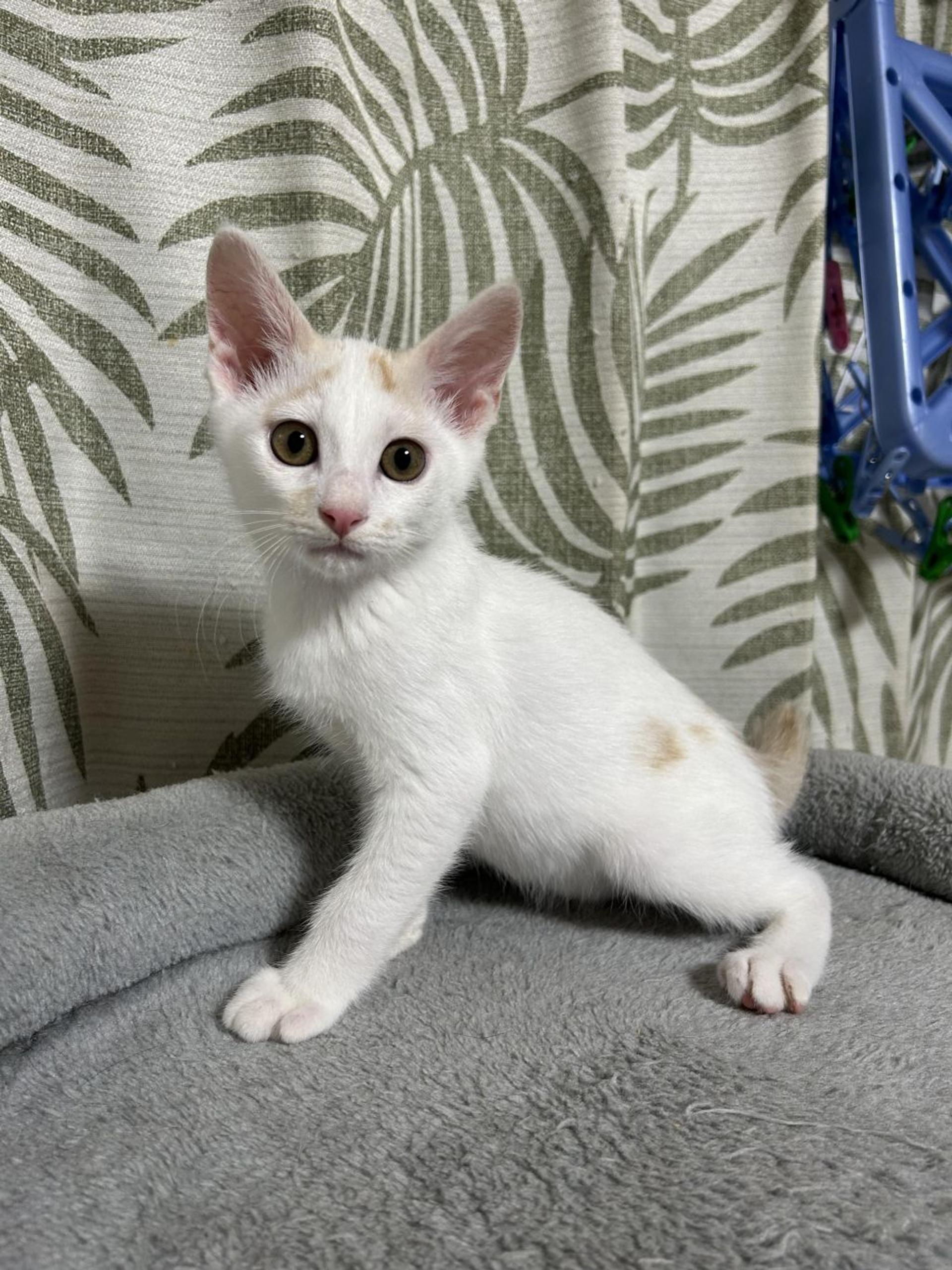 pet-image-7