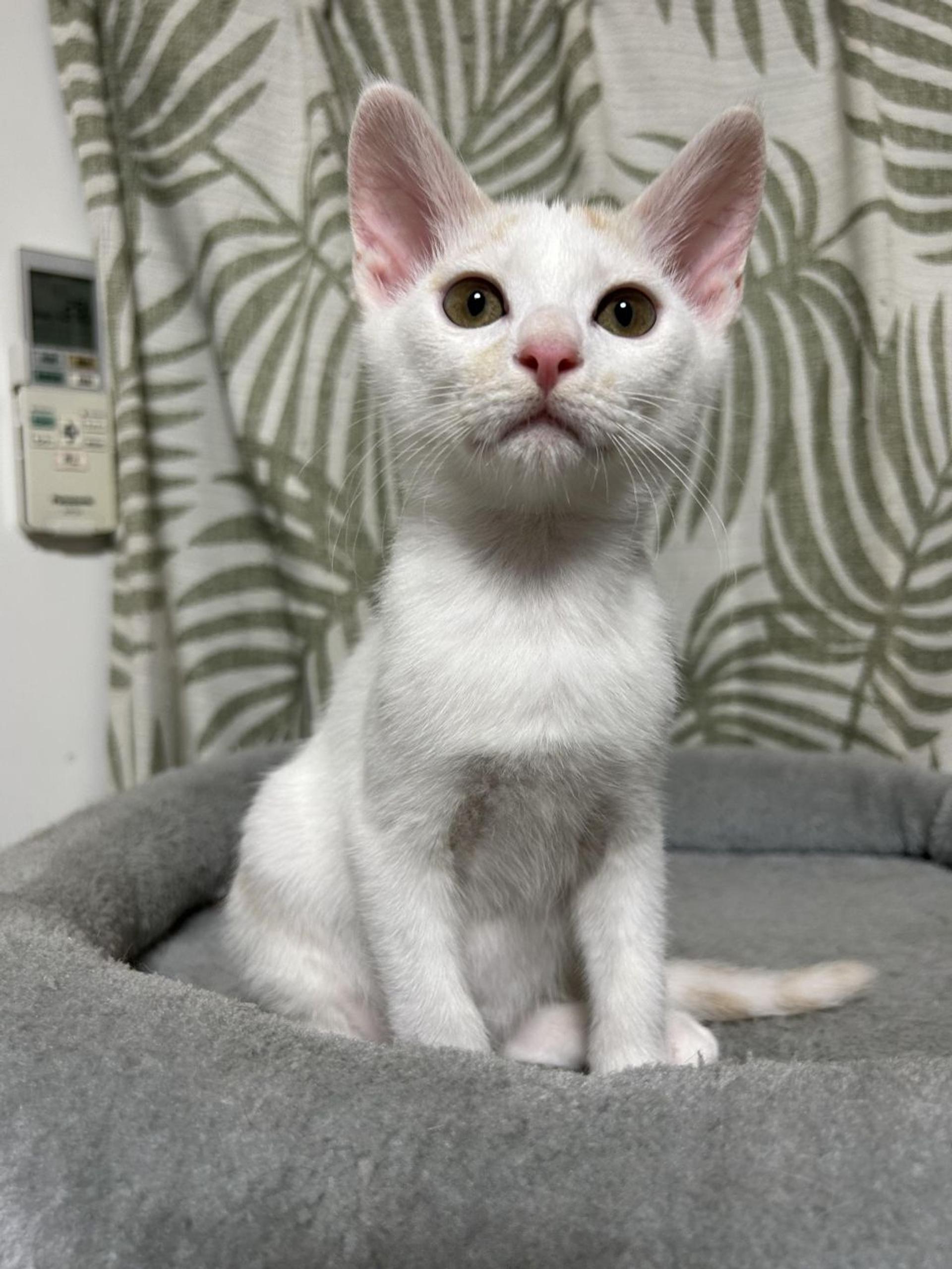 pet-image-8