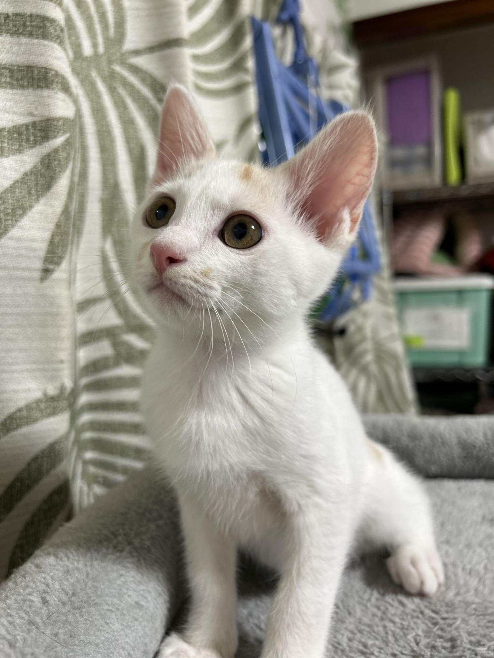 pet-image-2