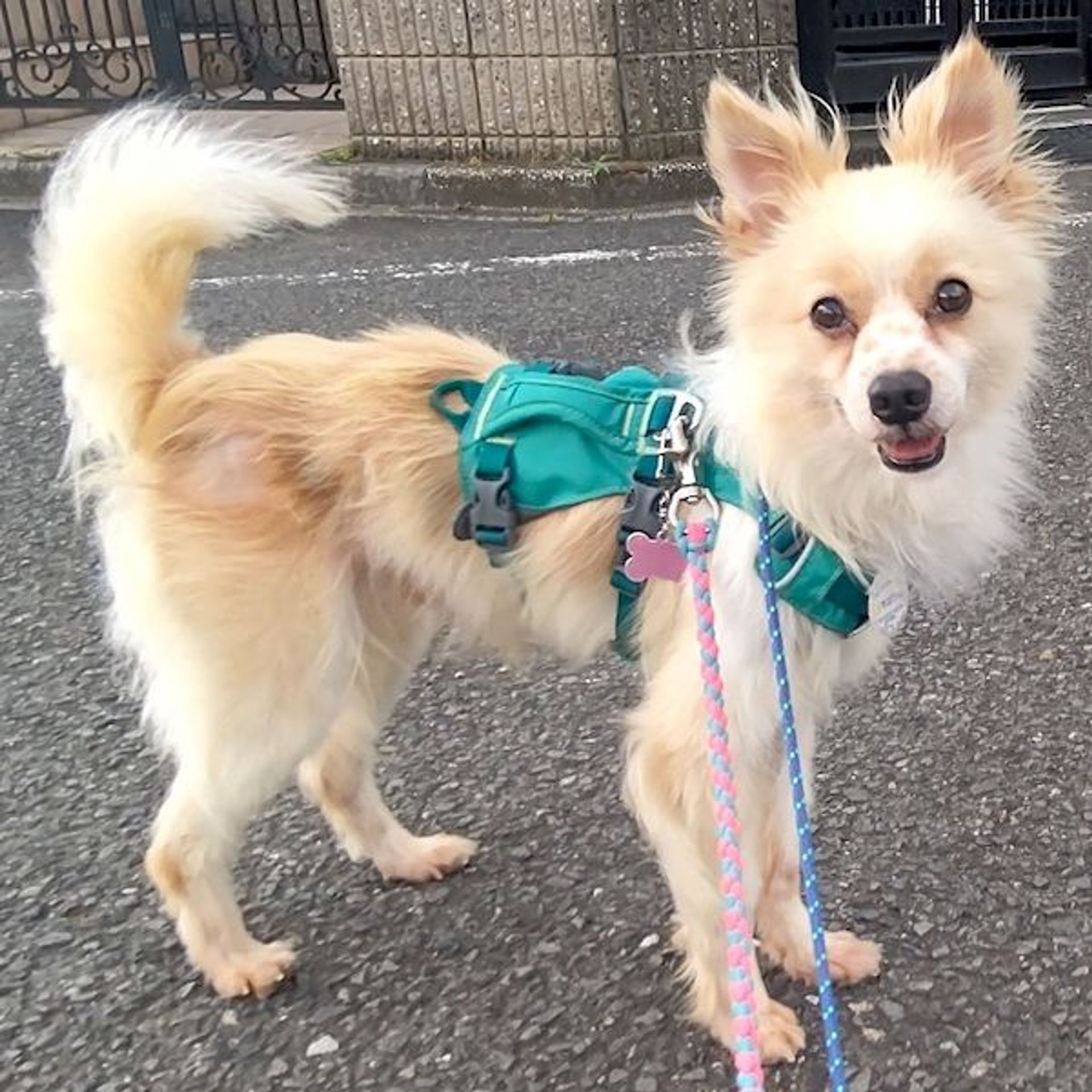 雑種（ミックス犬）・オスの里親募集の写真