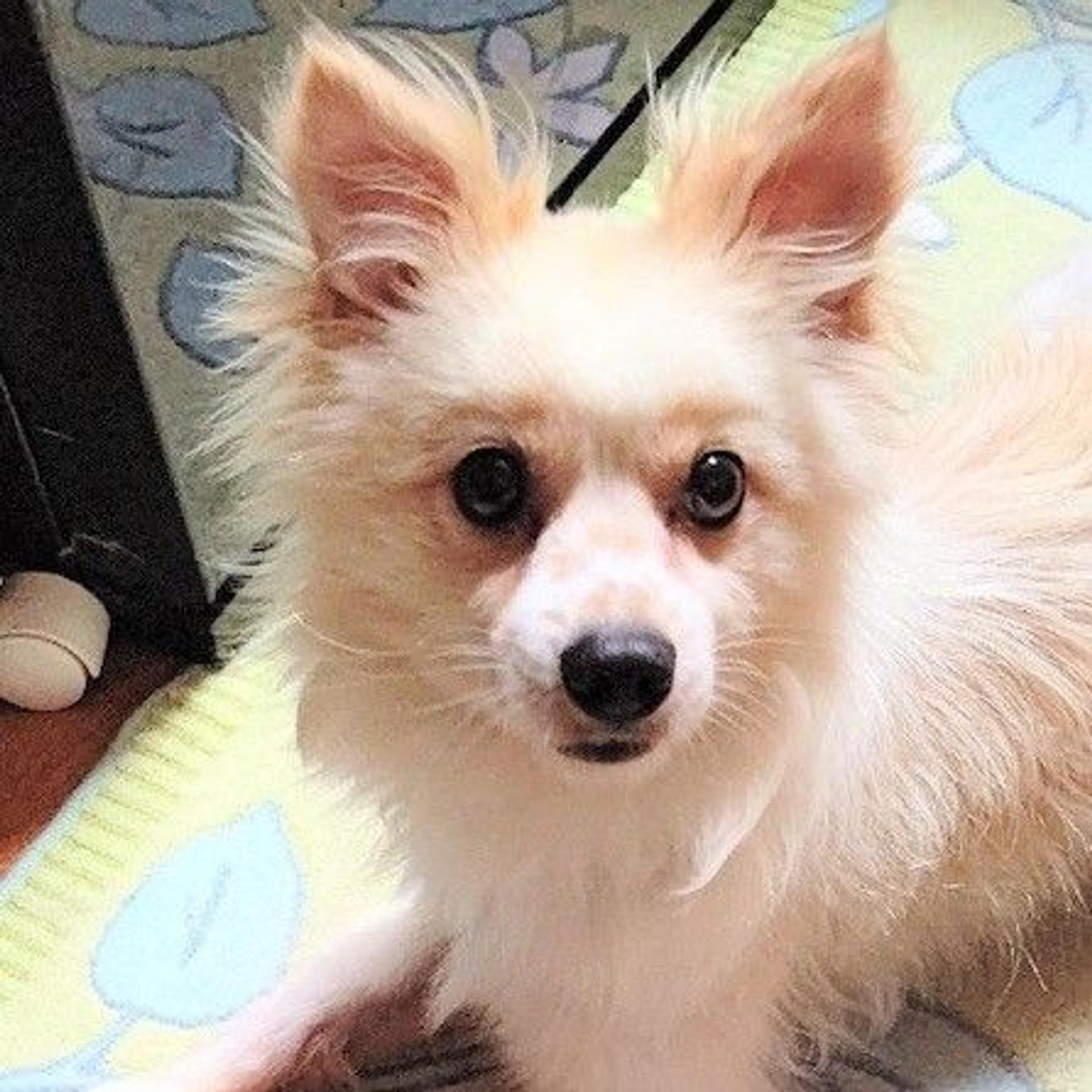 pet-image-3