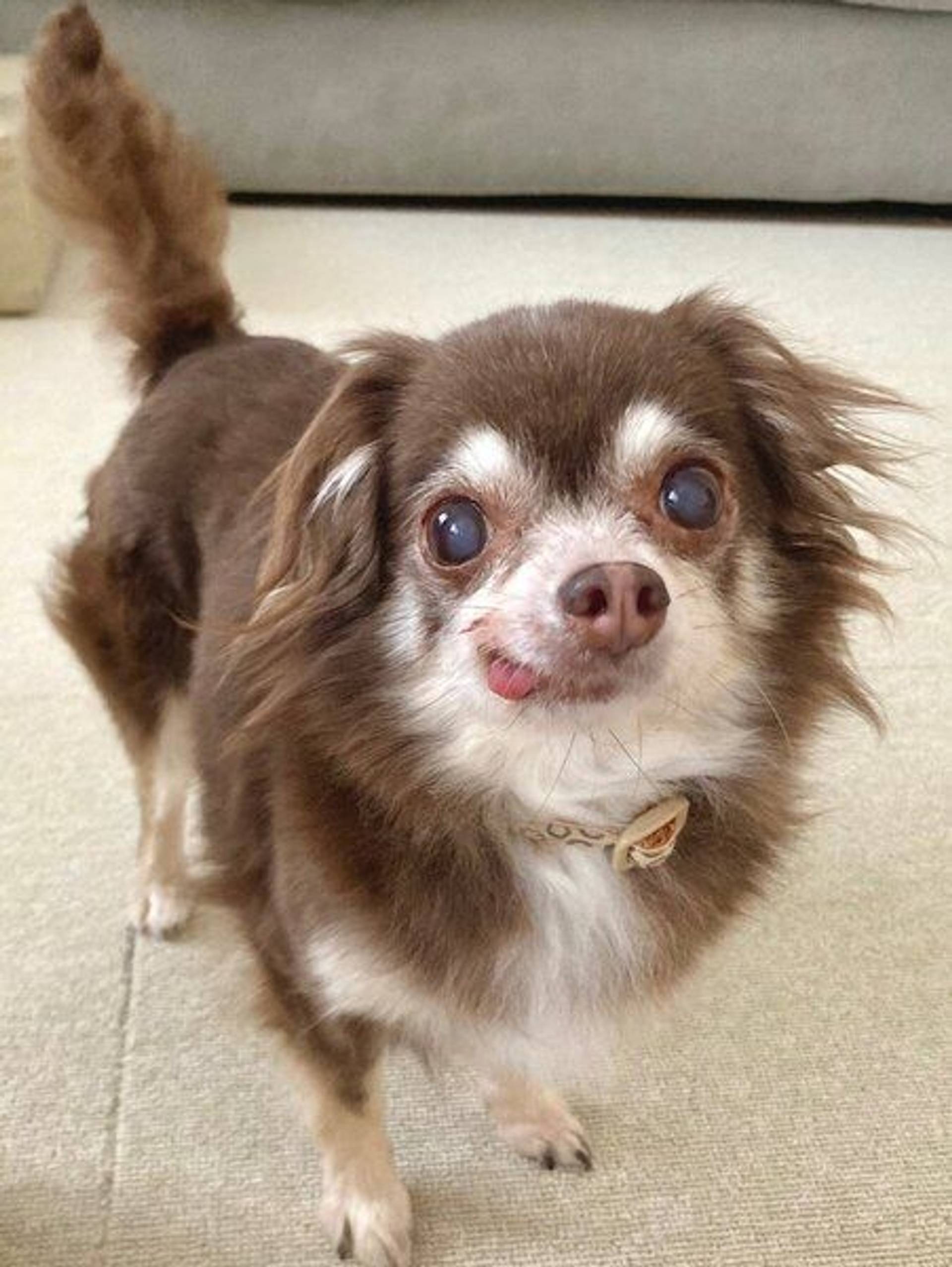 チワワ・メスの里親募集の写真
