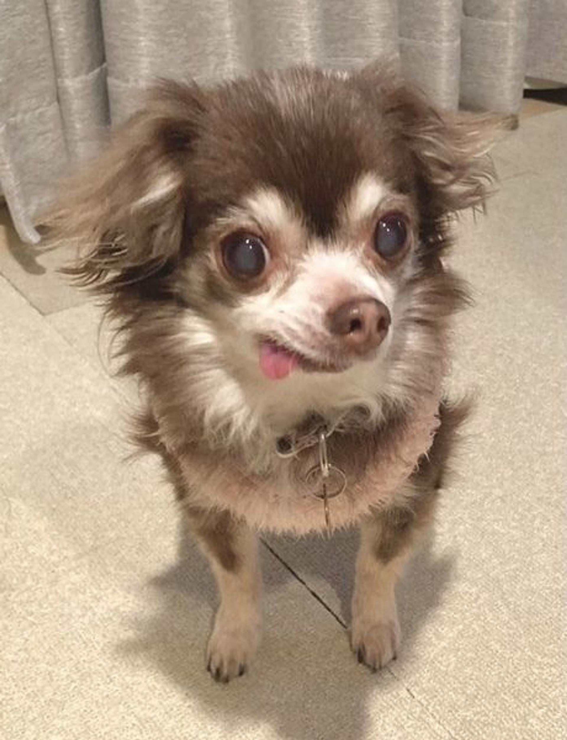 pet-image-2
