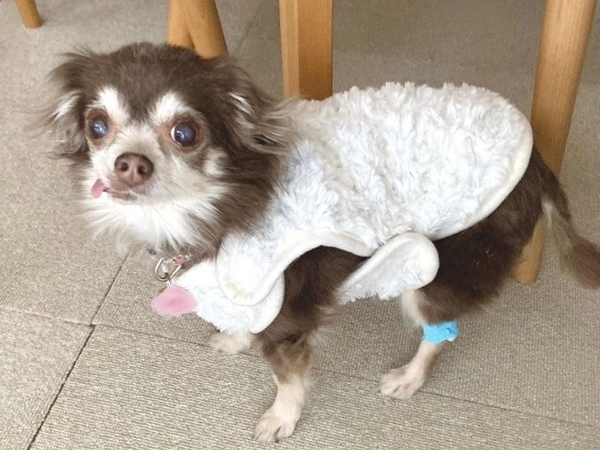 pet-image-3