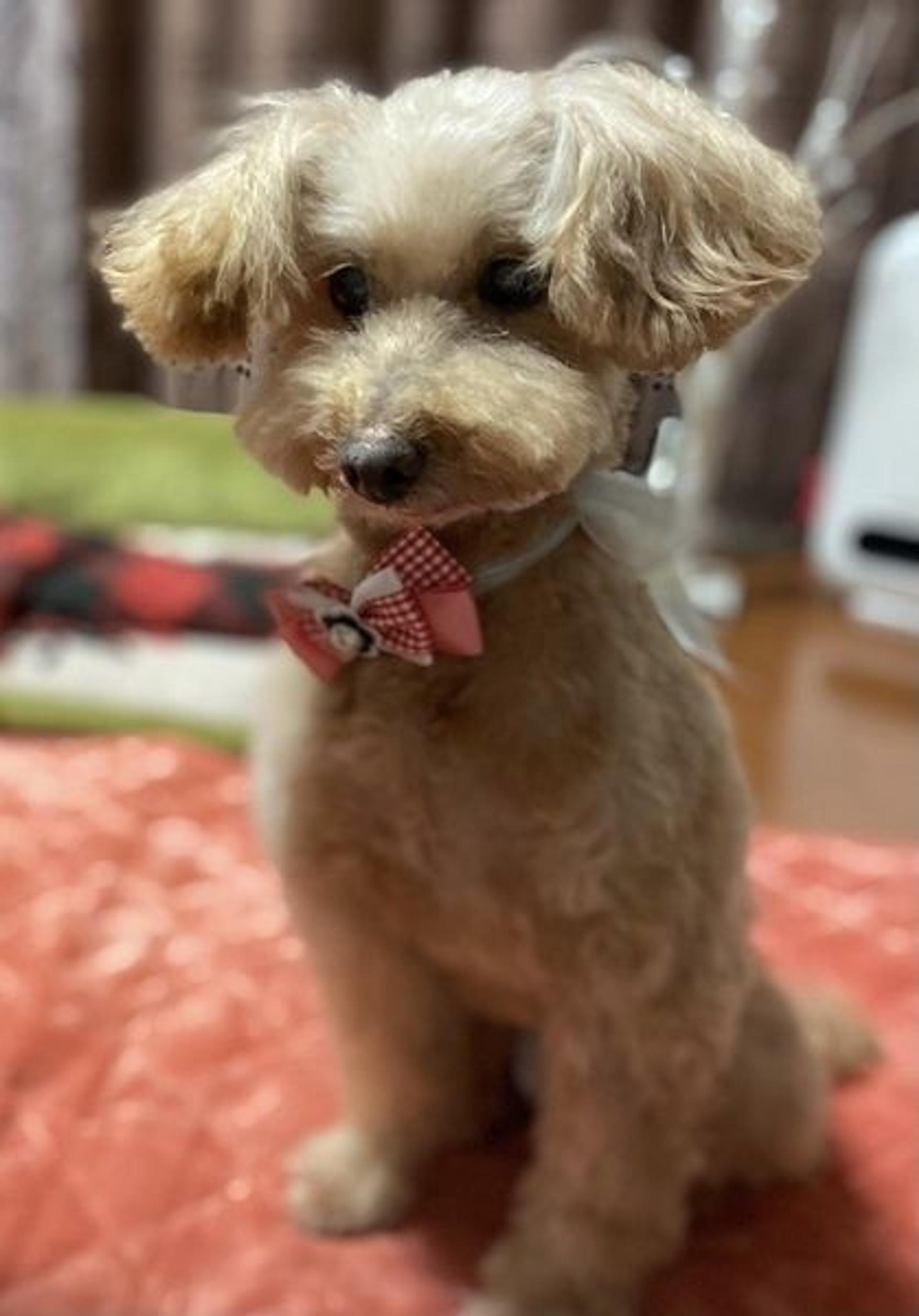 pet-image-2