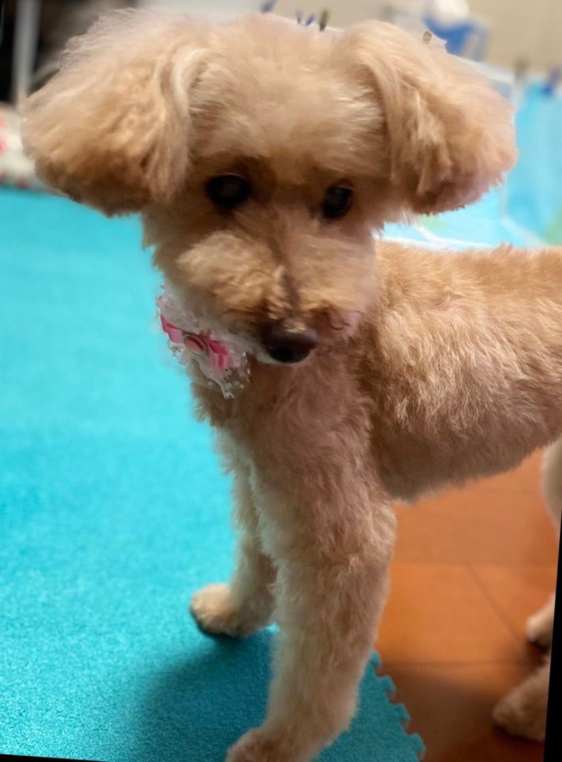 pet-image-3