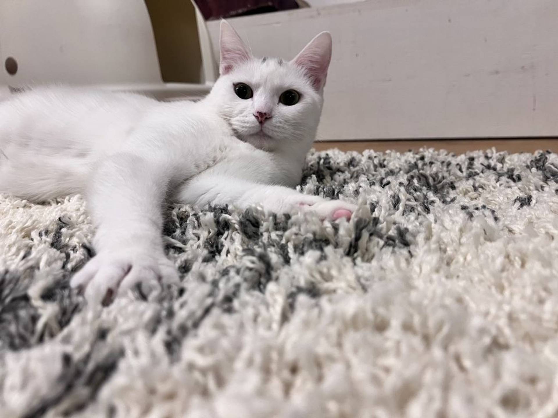 雑種（ミックス猫）・メスの里親募集の写真
