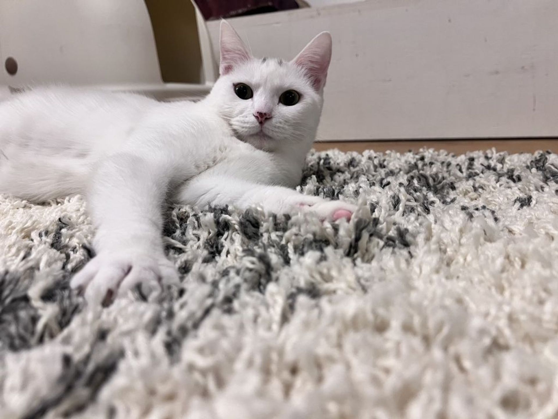 雑種（ミックス猫）・メスの里親募集の写真