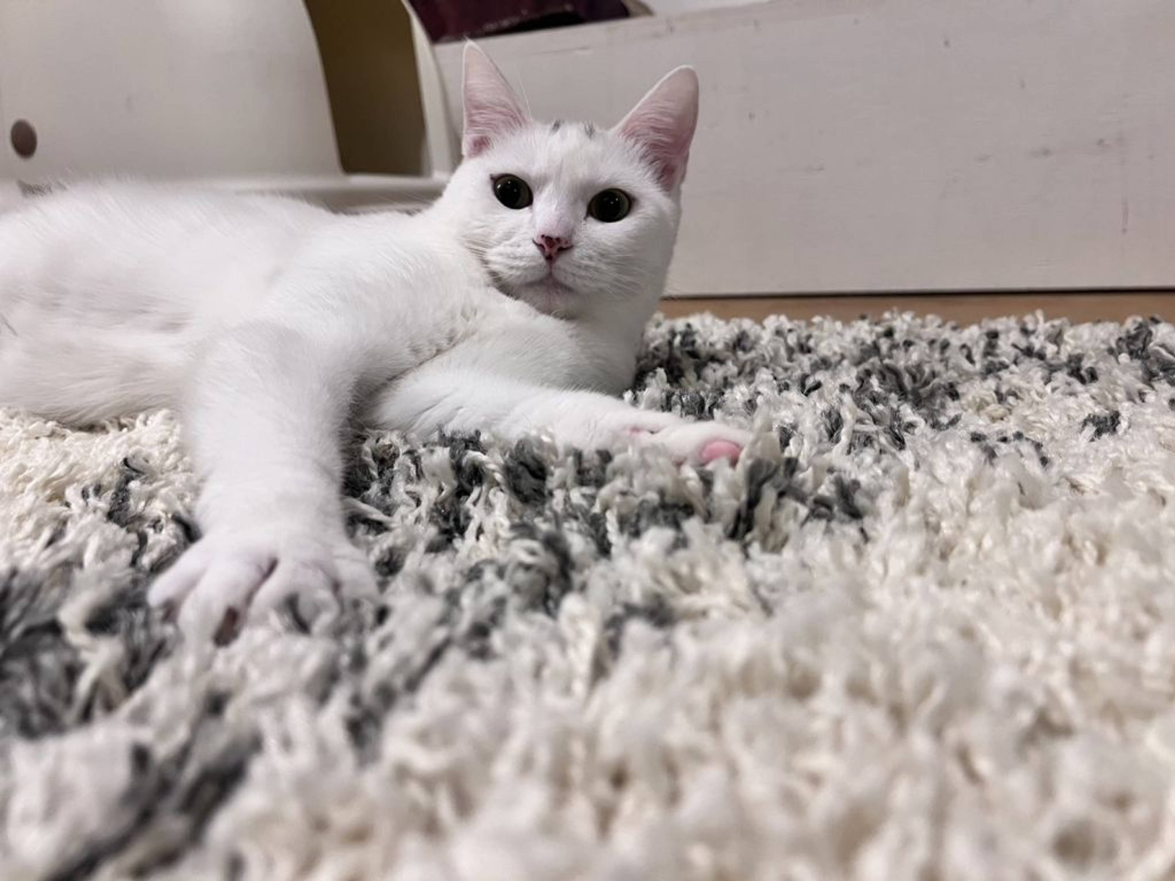雑種（ミックス猫）・メスの里親募集の写真