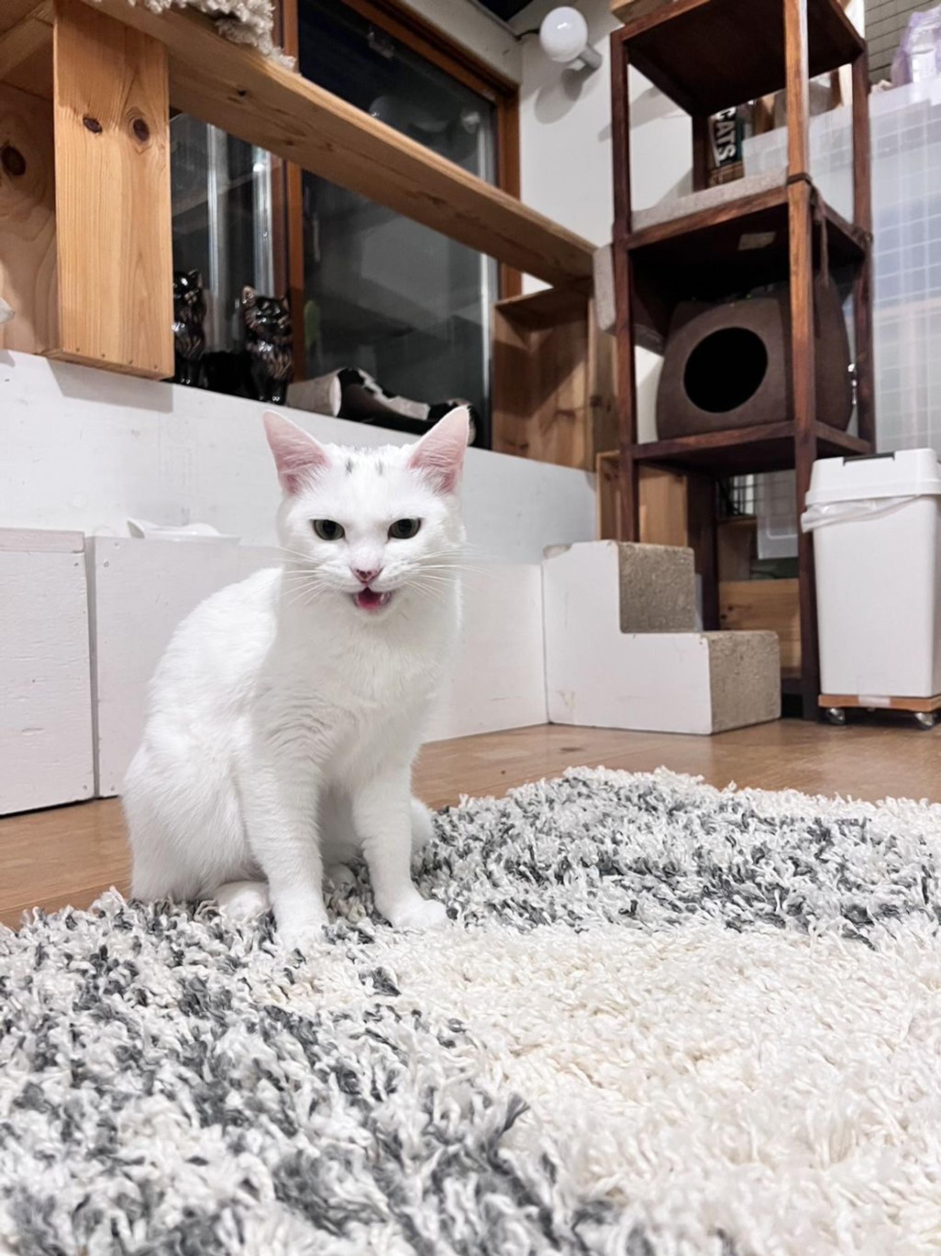 pet-image-2