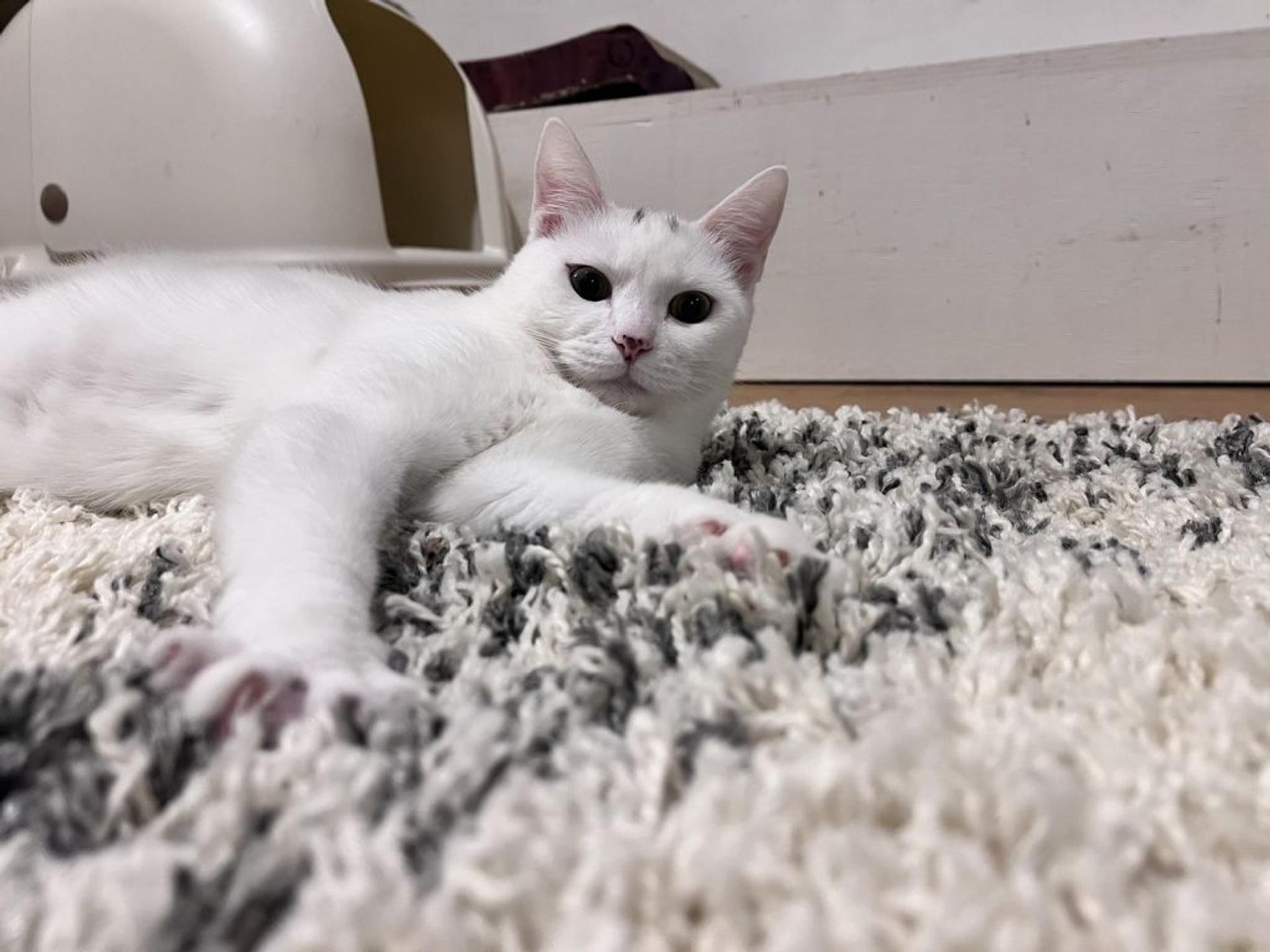 pet-image-3