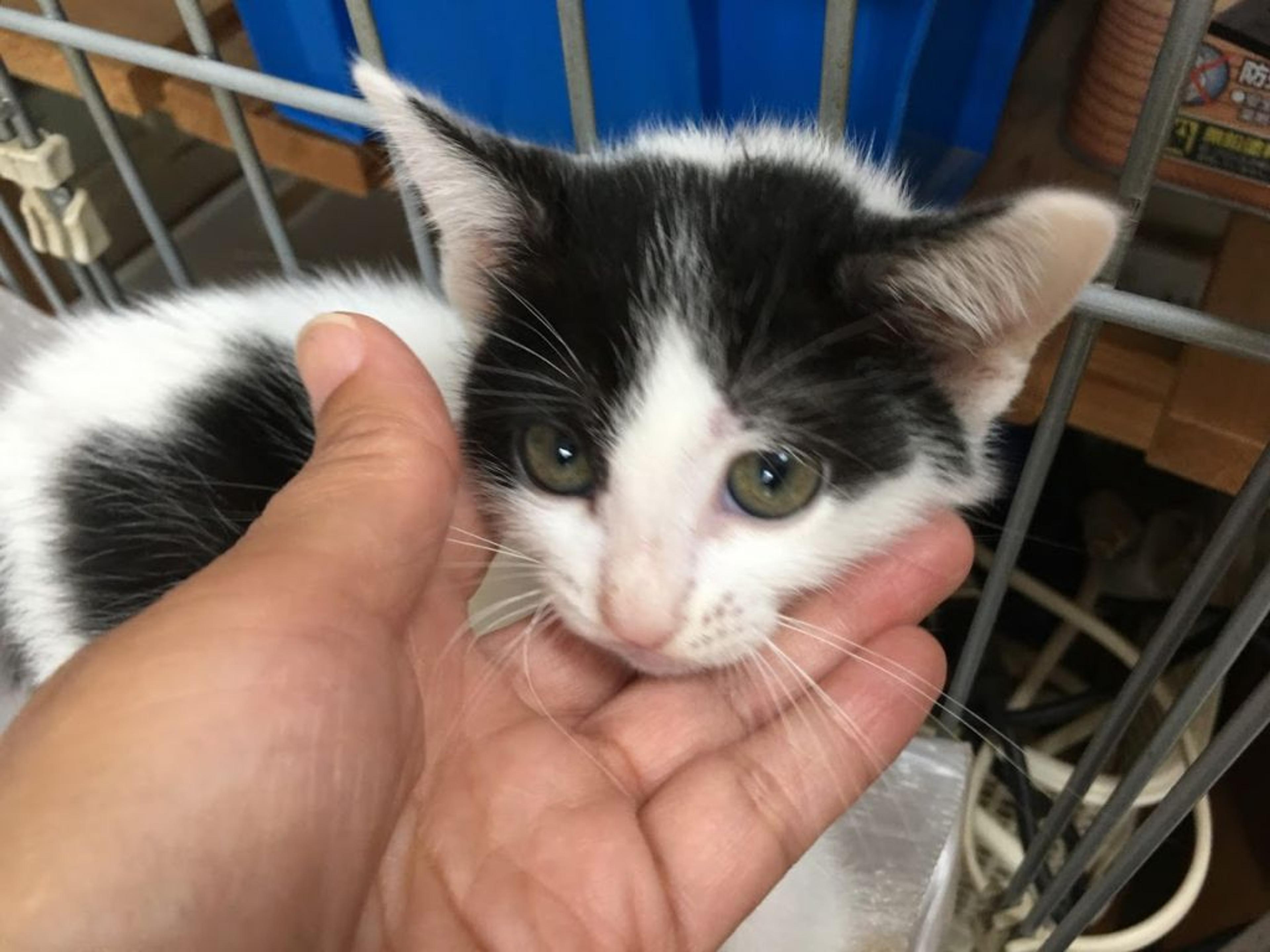 pet-image-2