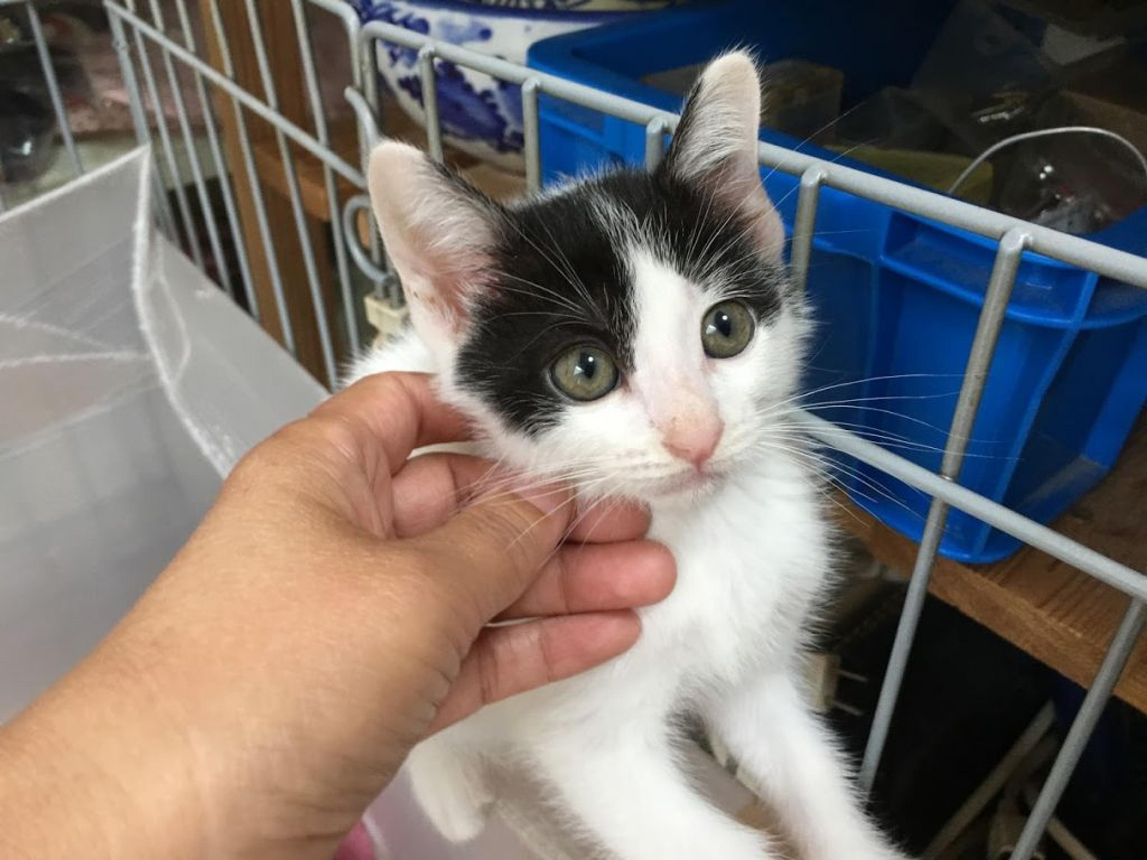 pet-image-3