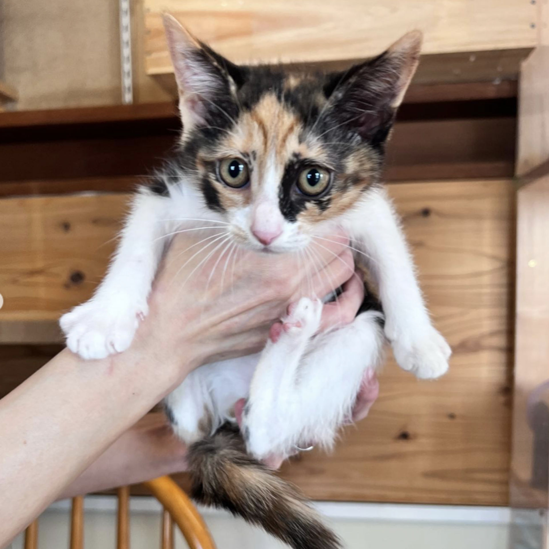 雑種（ミックス猫）・メスの里親募集の写真