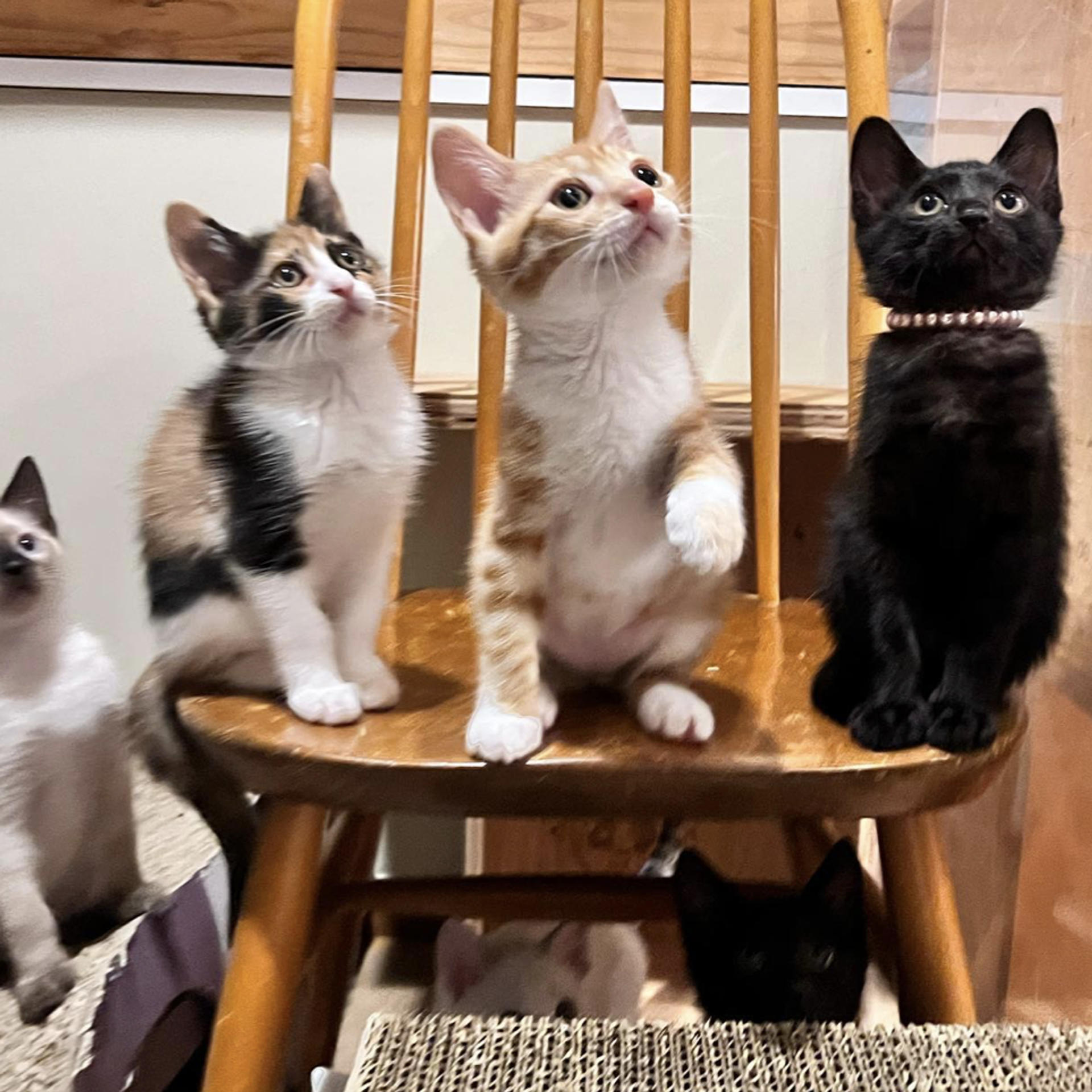 pet-image-4