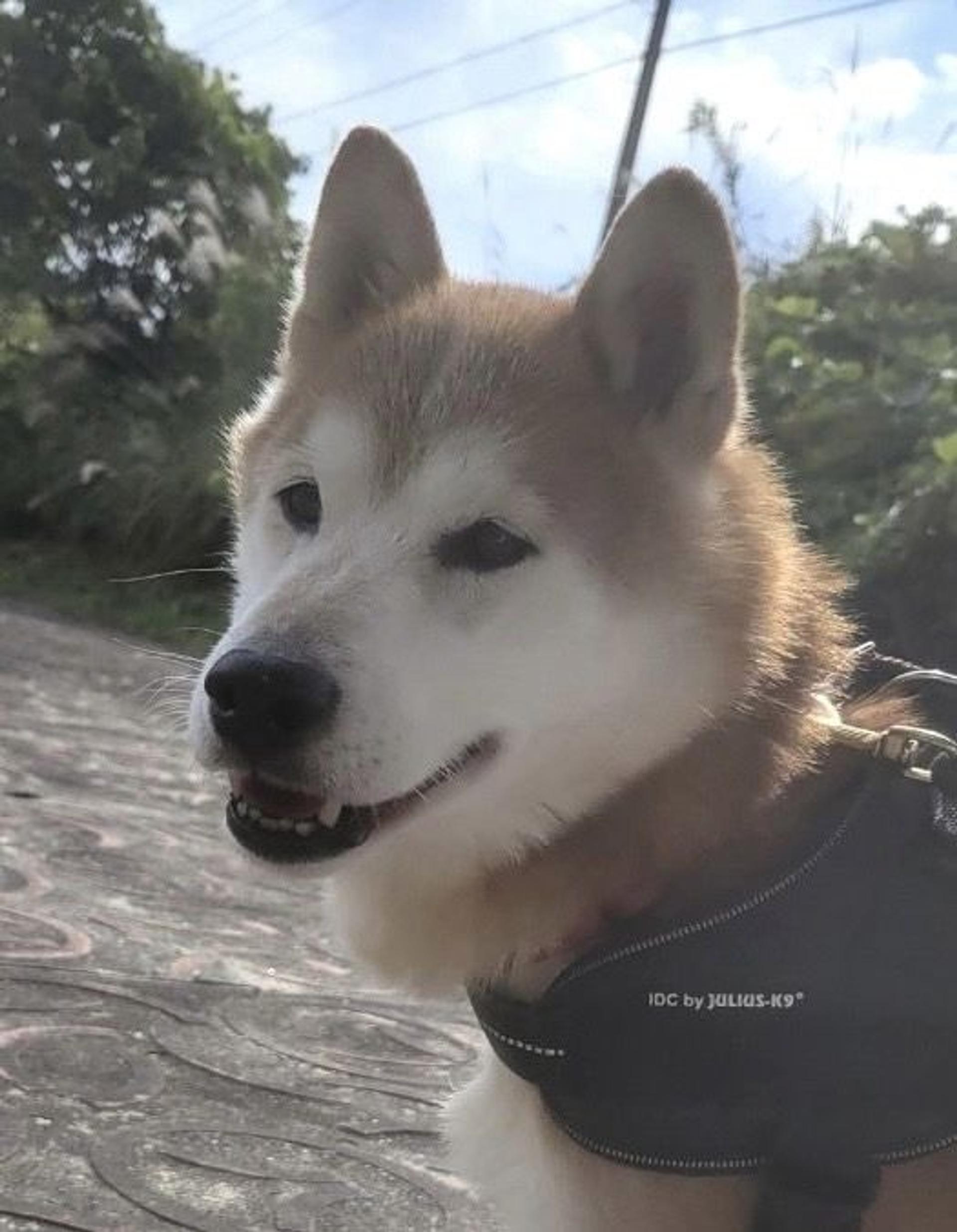 pet-image-2