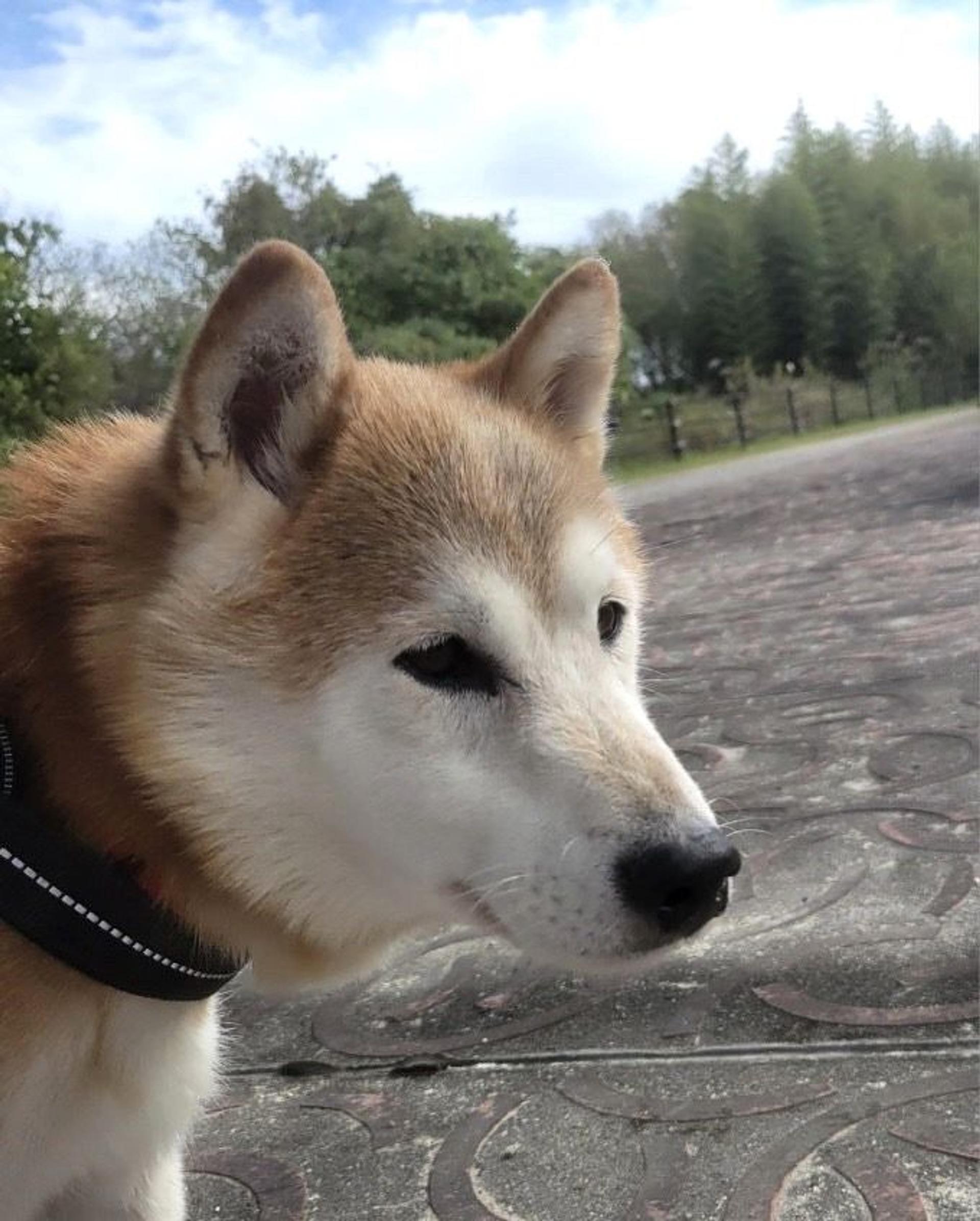 pet-image-3