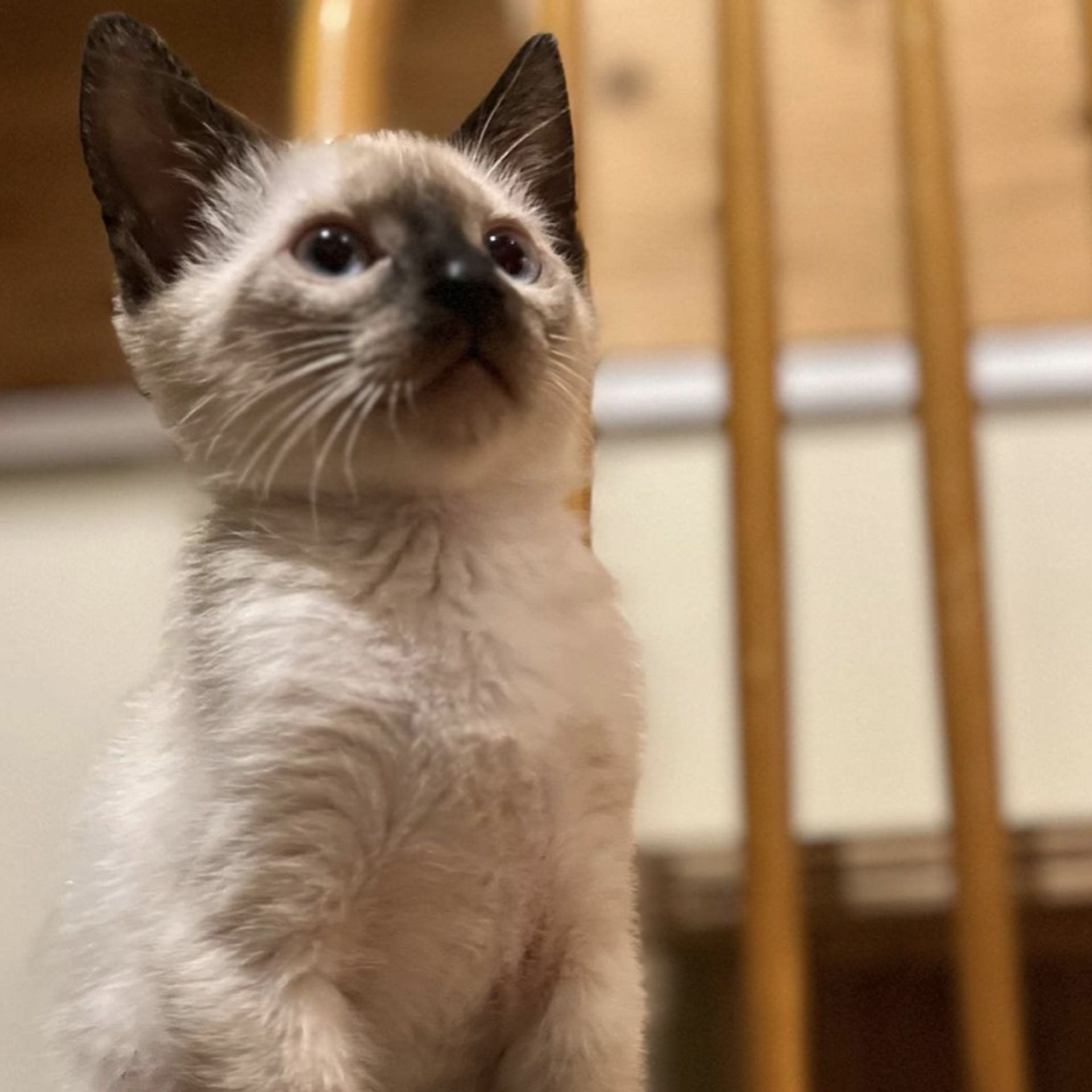 雑種（ミックス猫）・オスの里親募集の写真