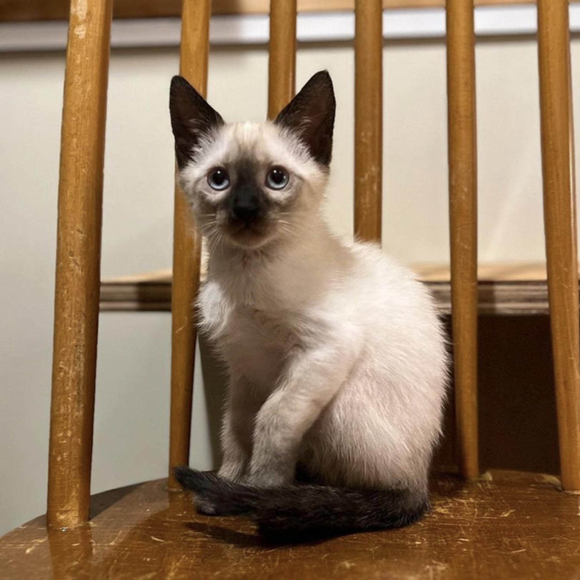 pet-image-4