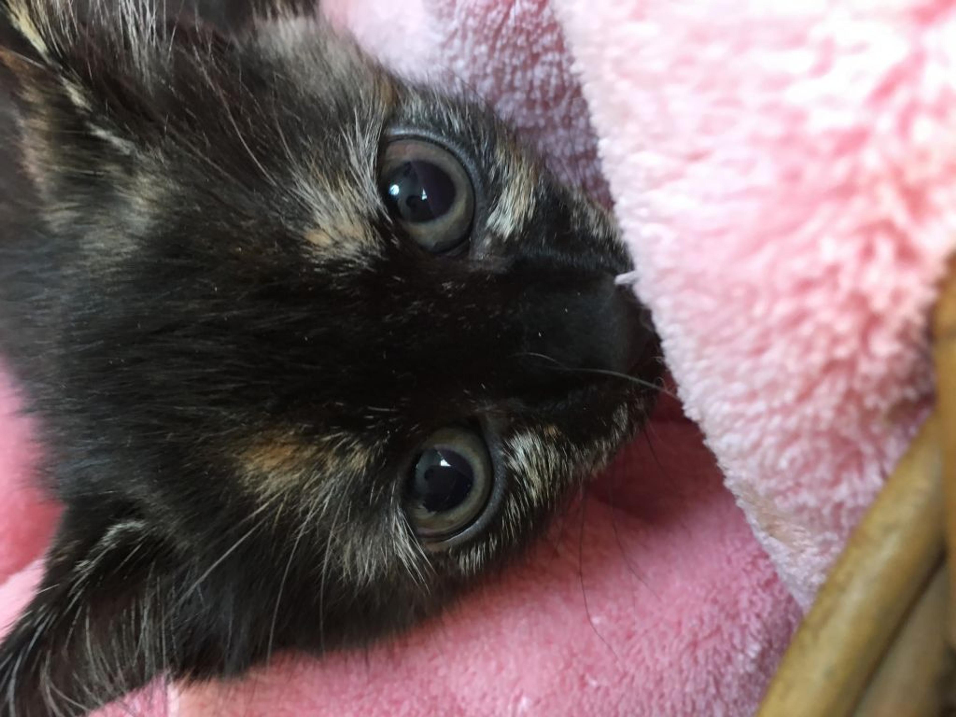 pet-image-2
