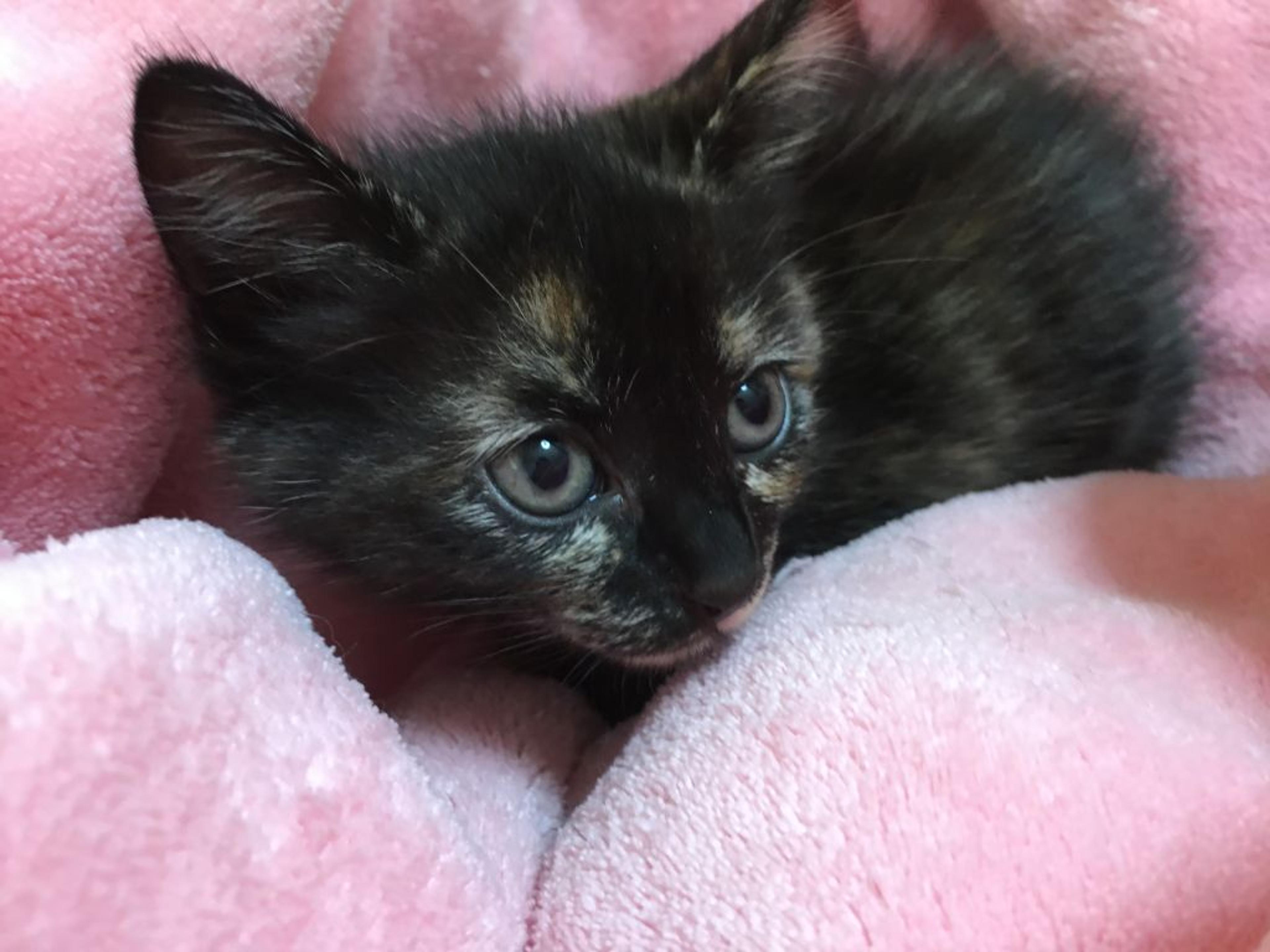 pet-image-3