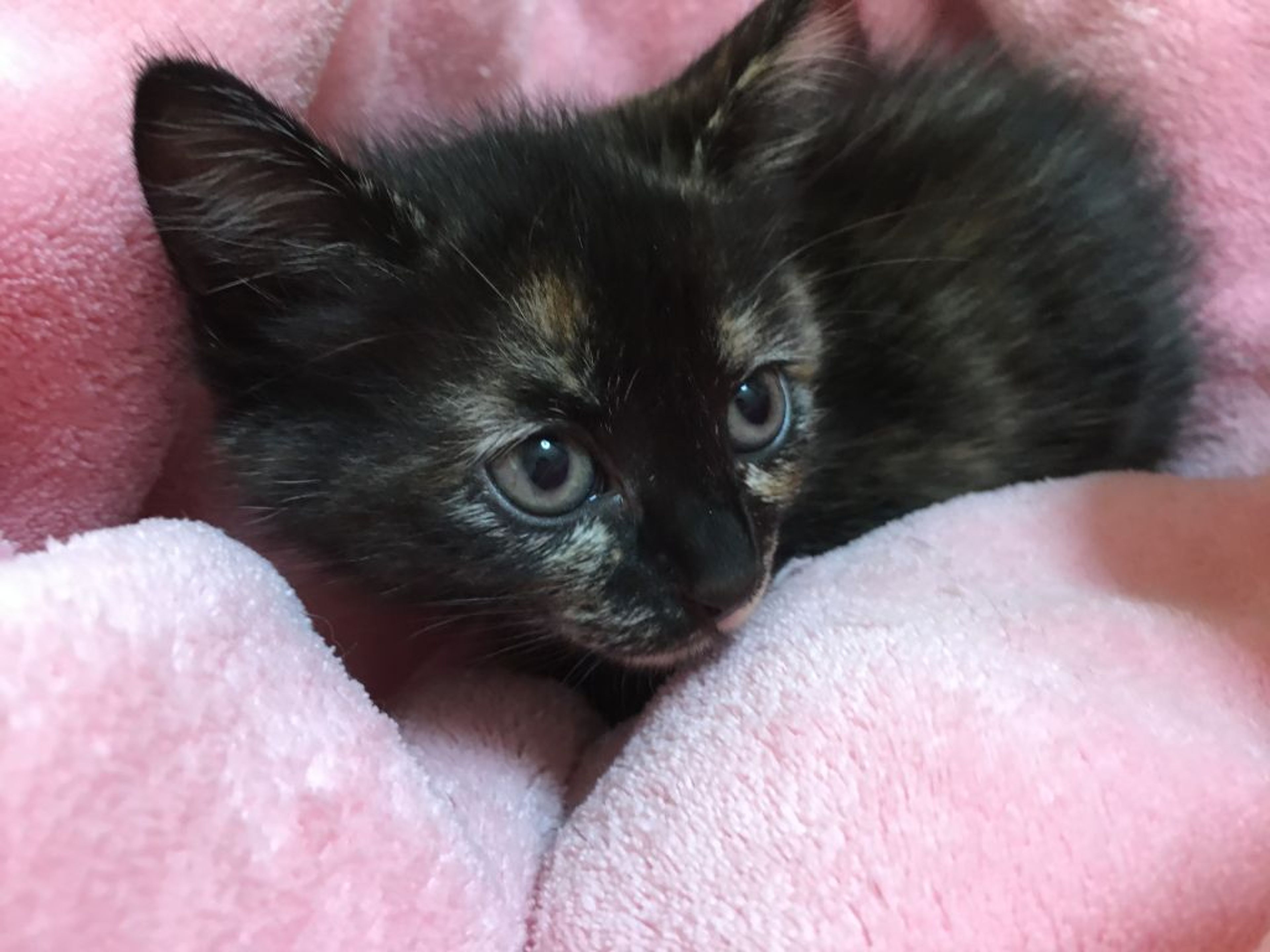 pet-image-3