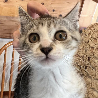 ウィト