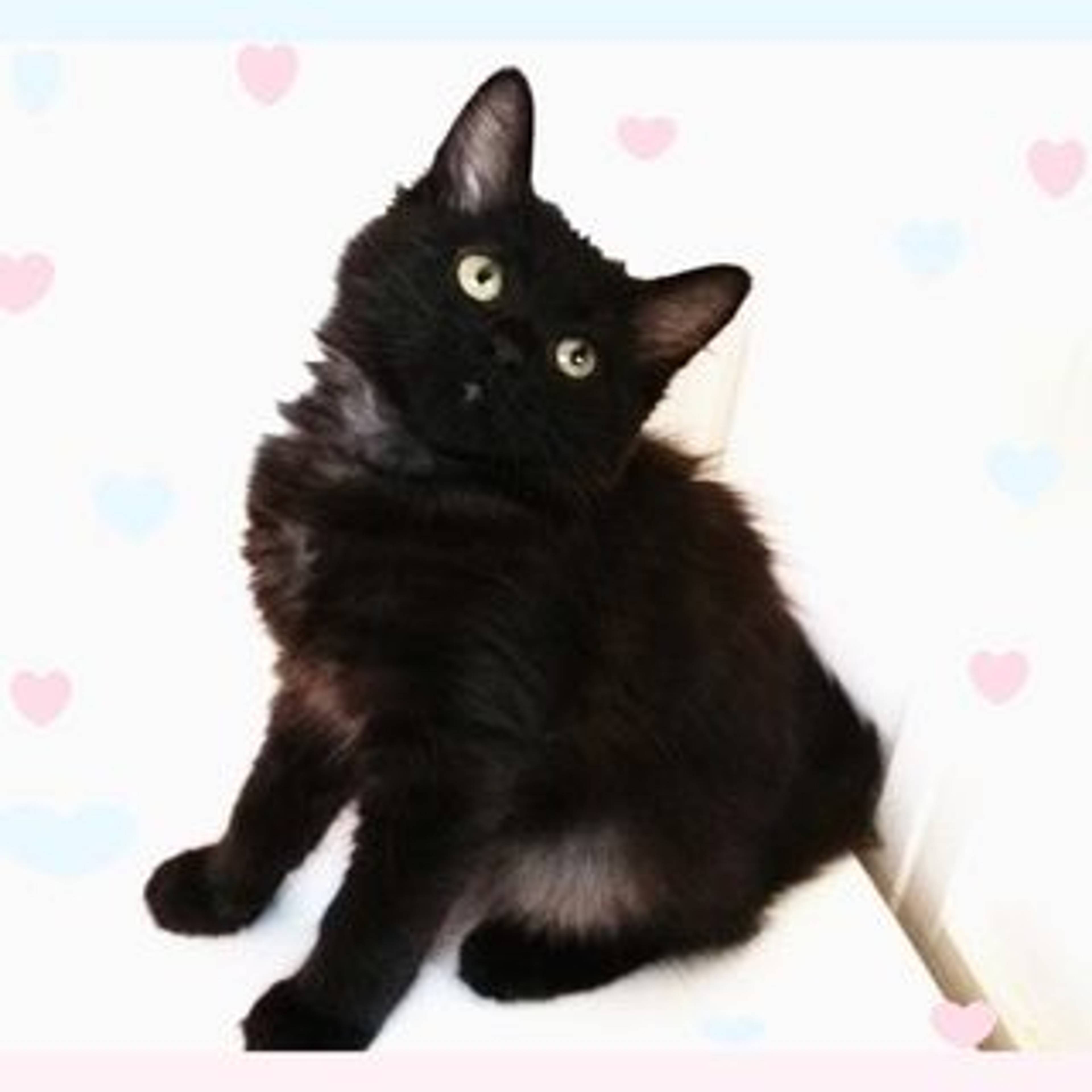 雑種（ミックス猫）・メスの里親募集の写真