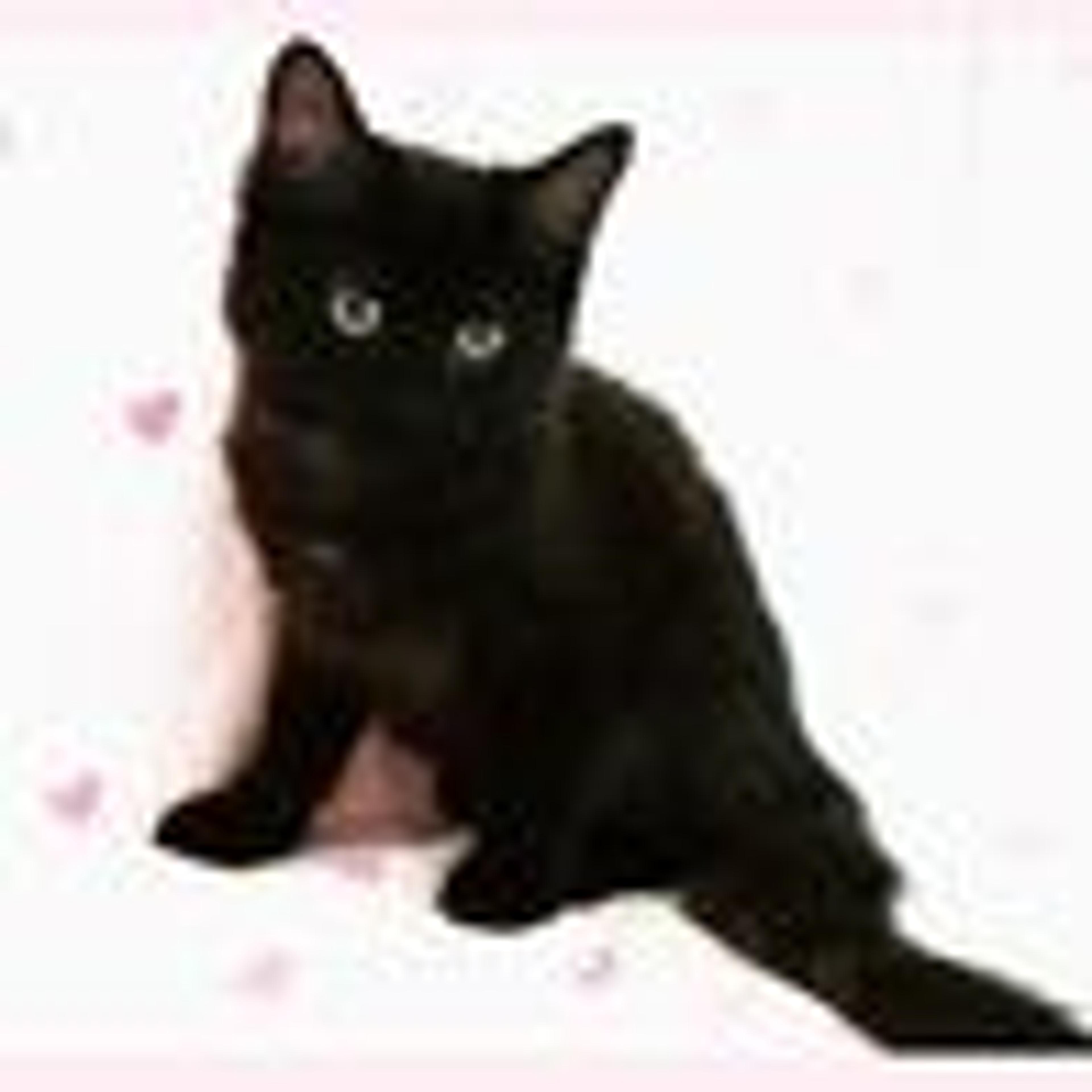 pet-image-3