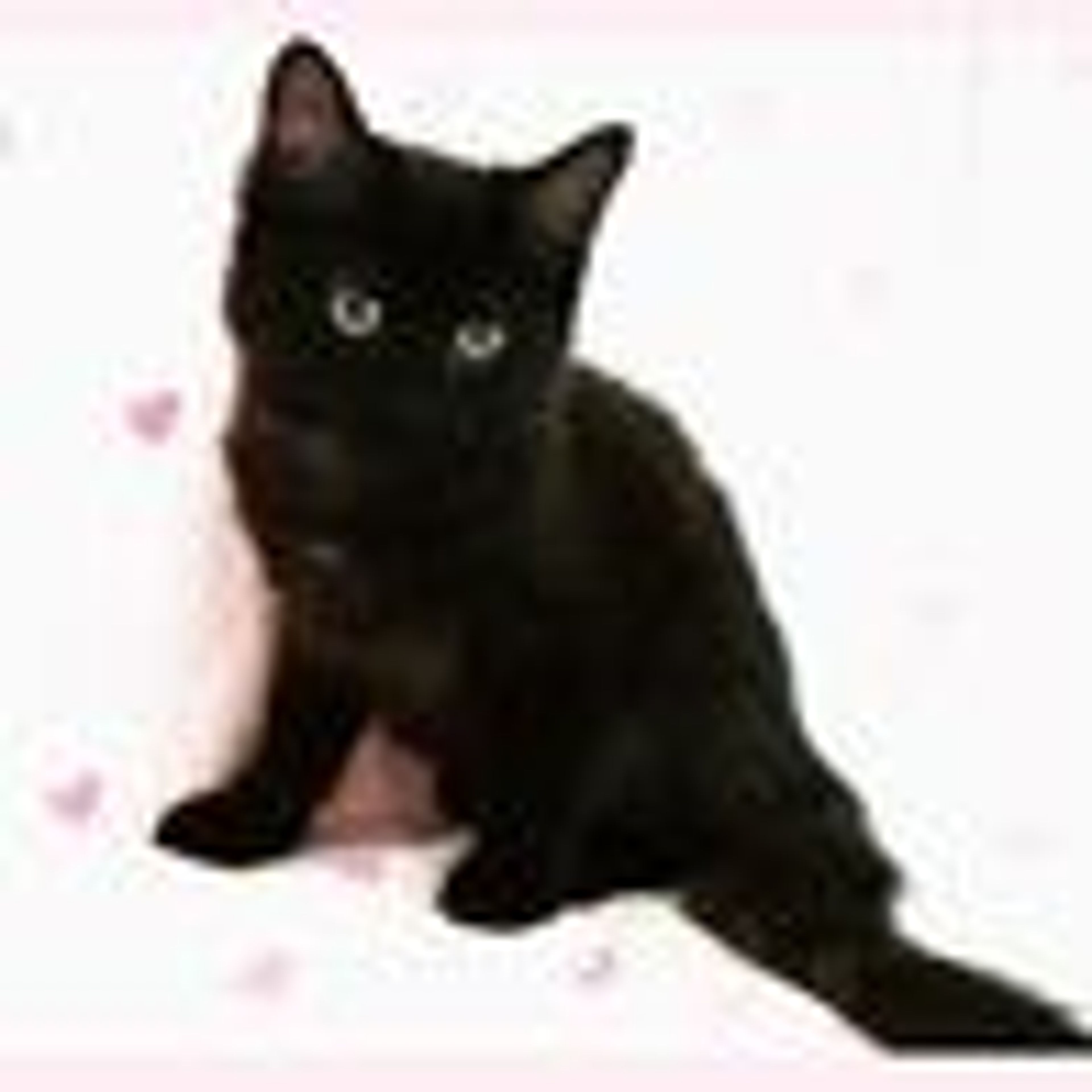 pet-image-3