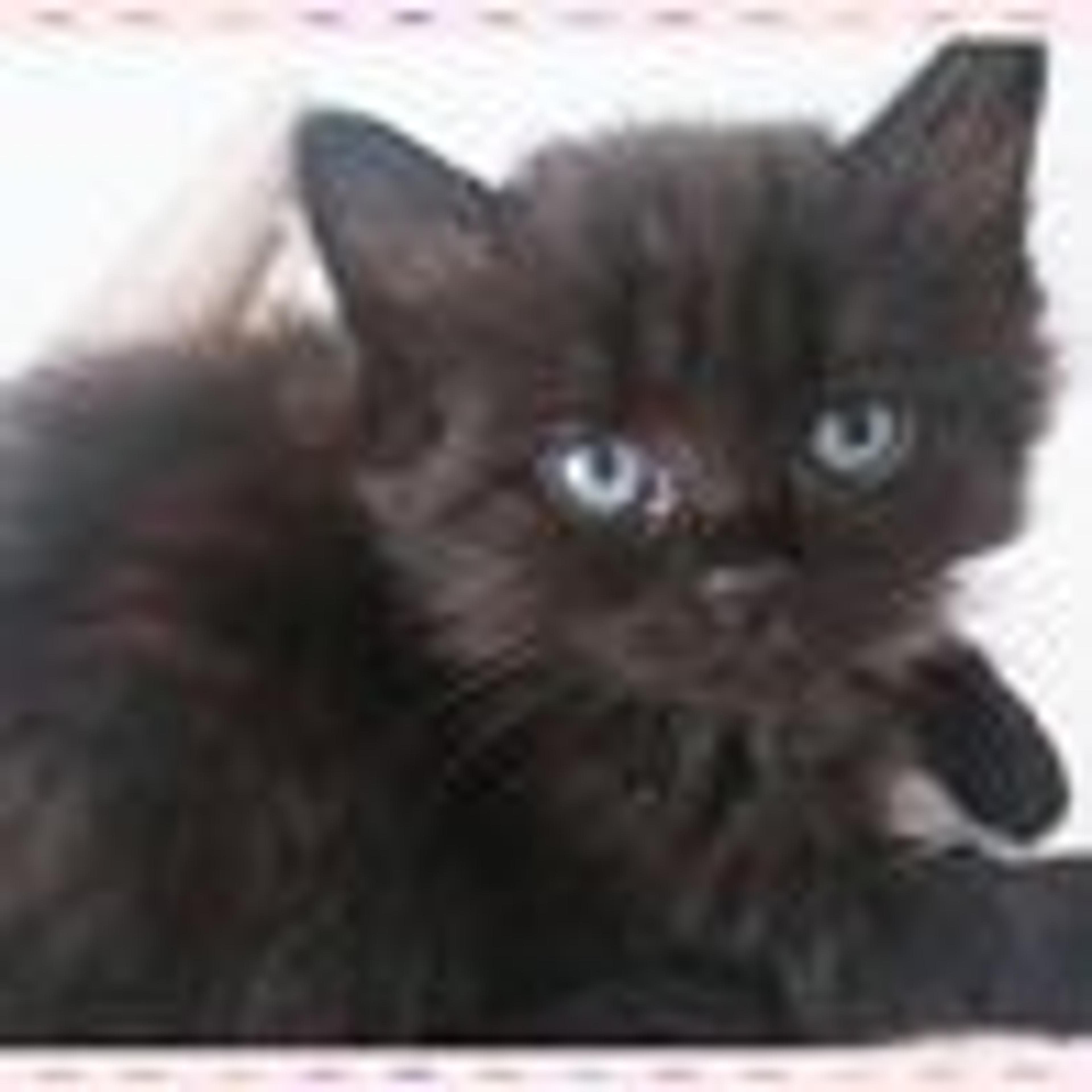 pet-image-4