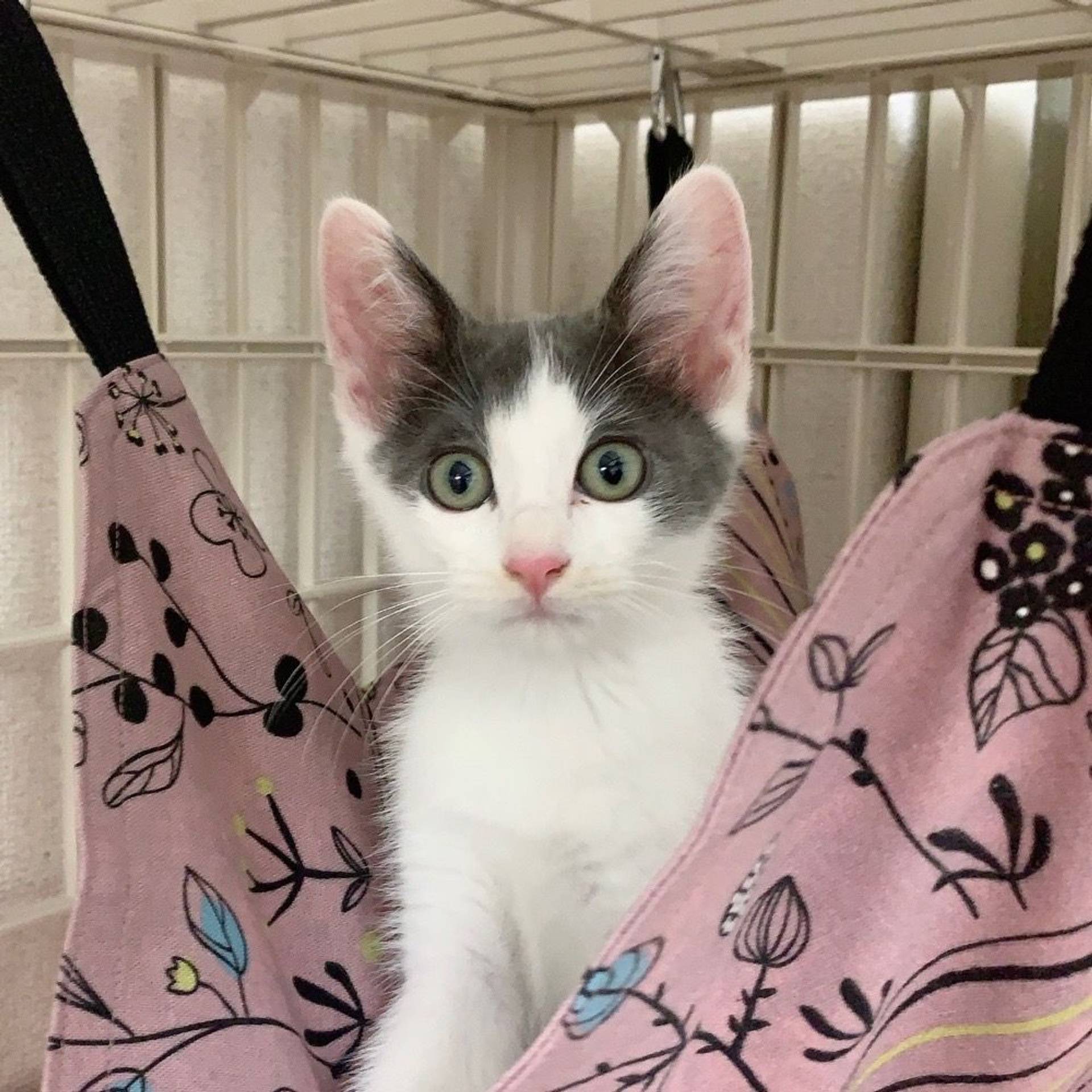 雑種（ミックス猫）・メスの里親募集の写真