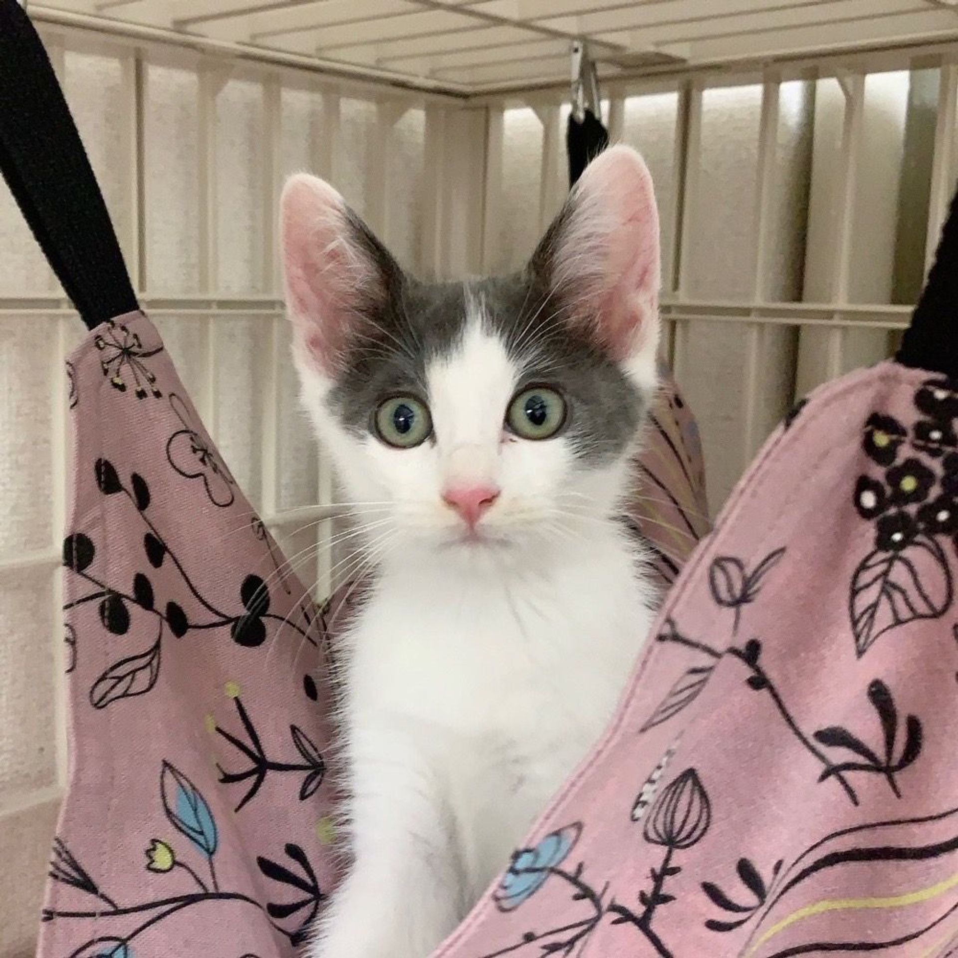 雑種（ミックス猫）・メスの里親募集の写真