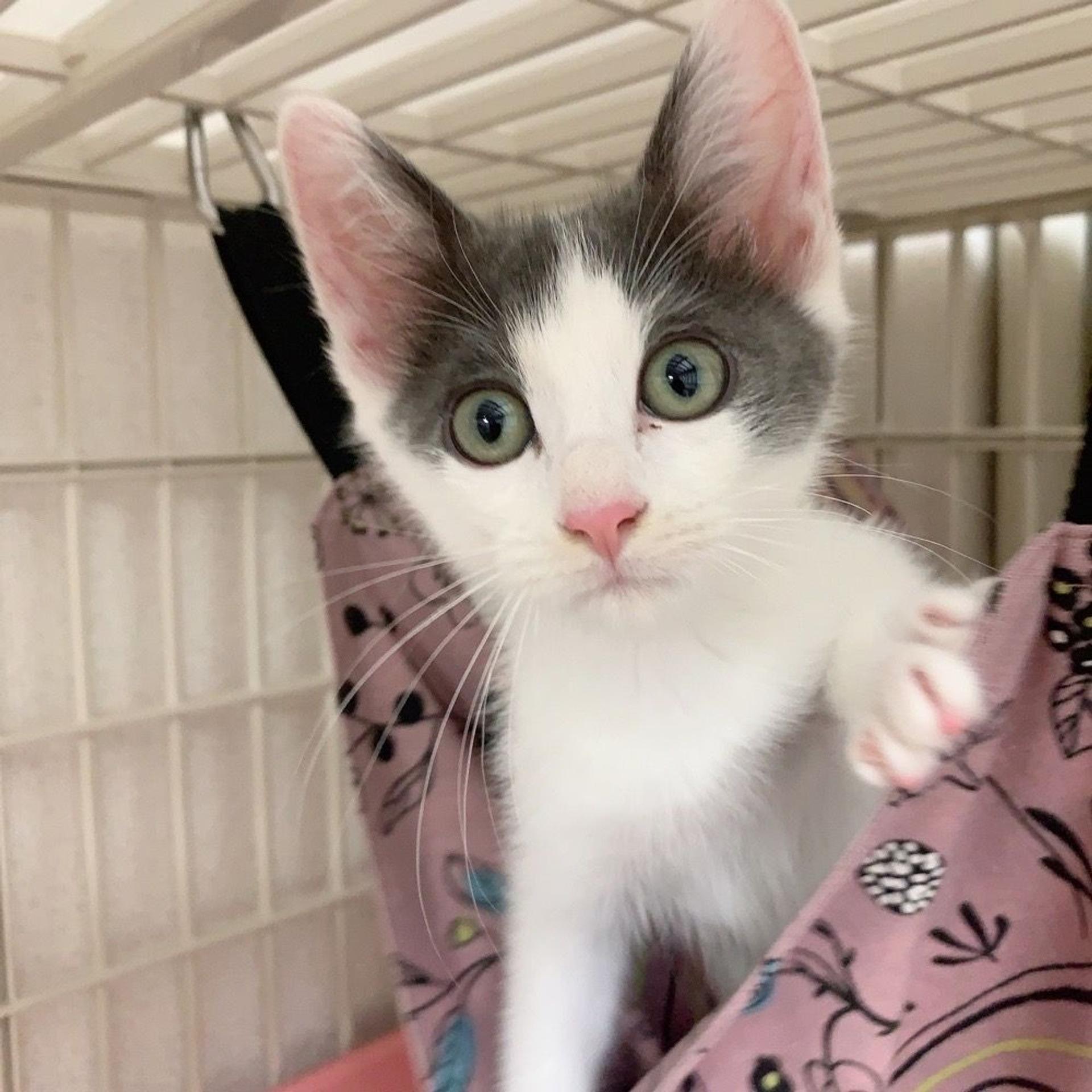 pet-image-2
