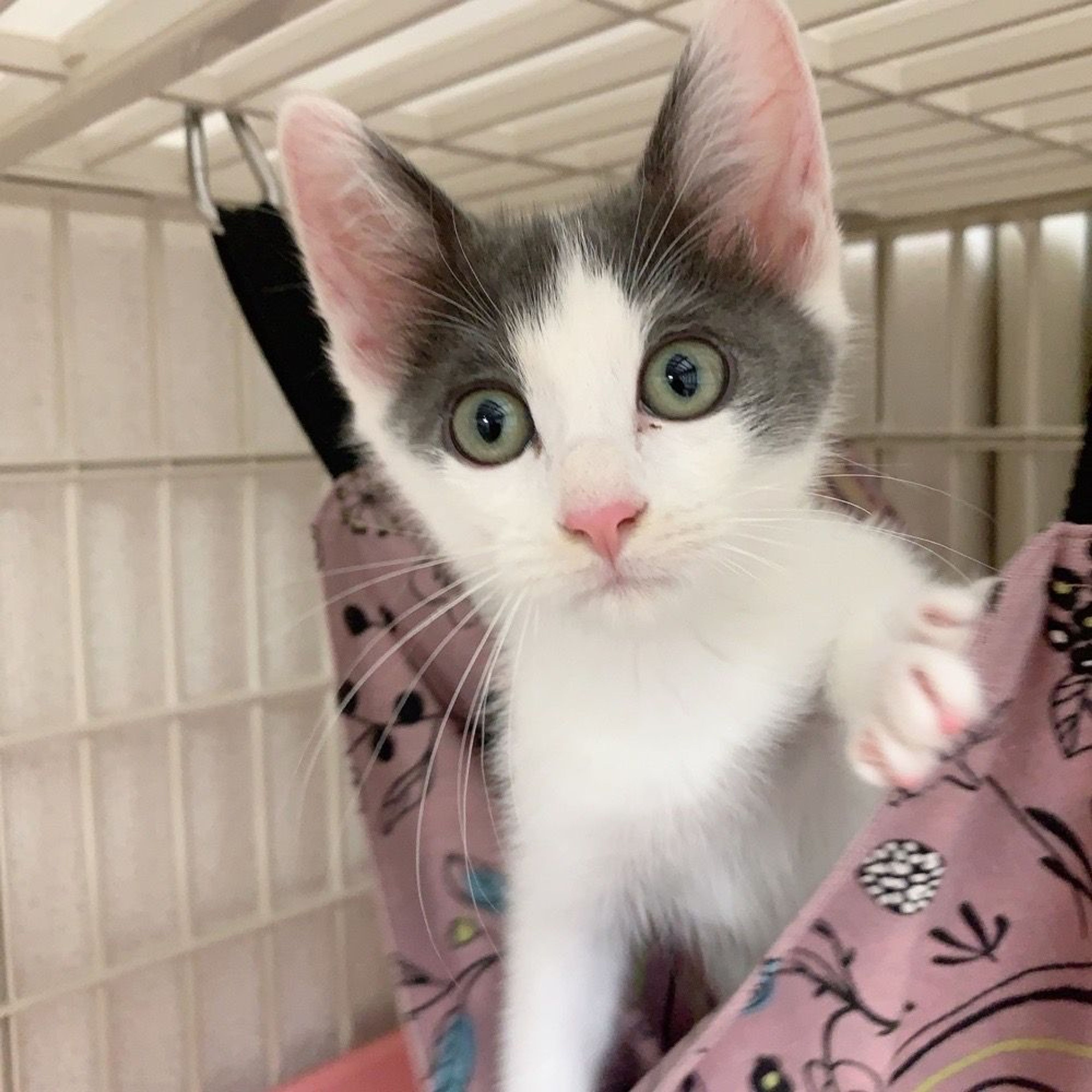 pet-image-2