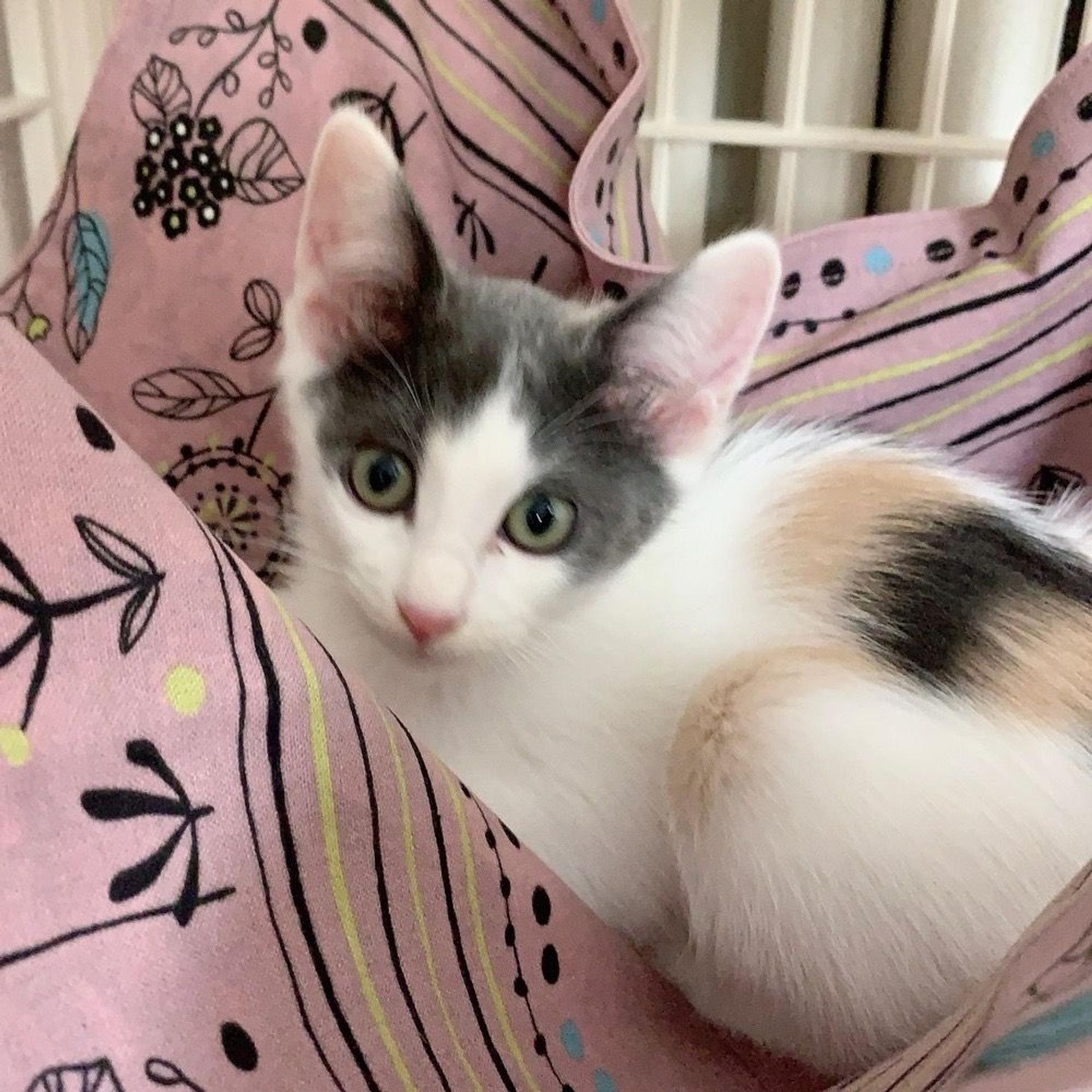 pet-image-7