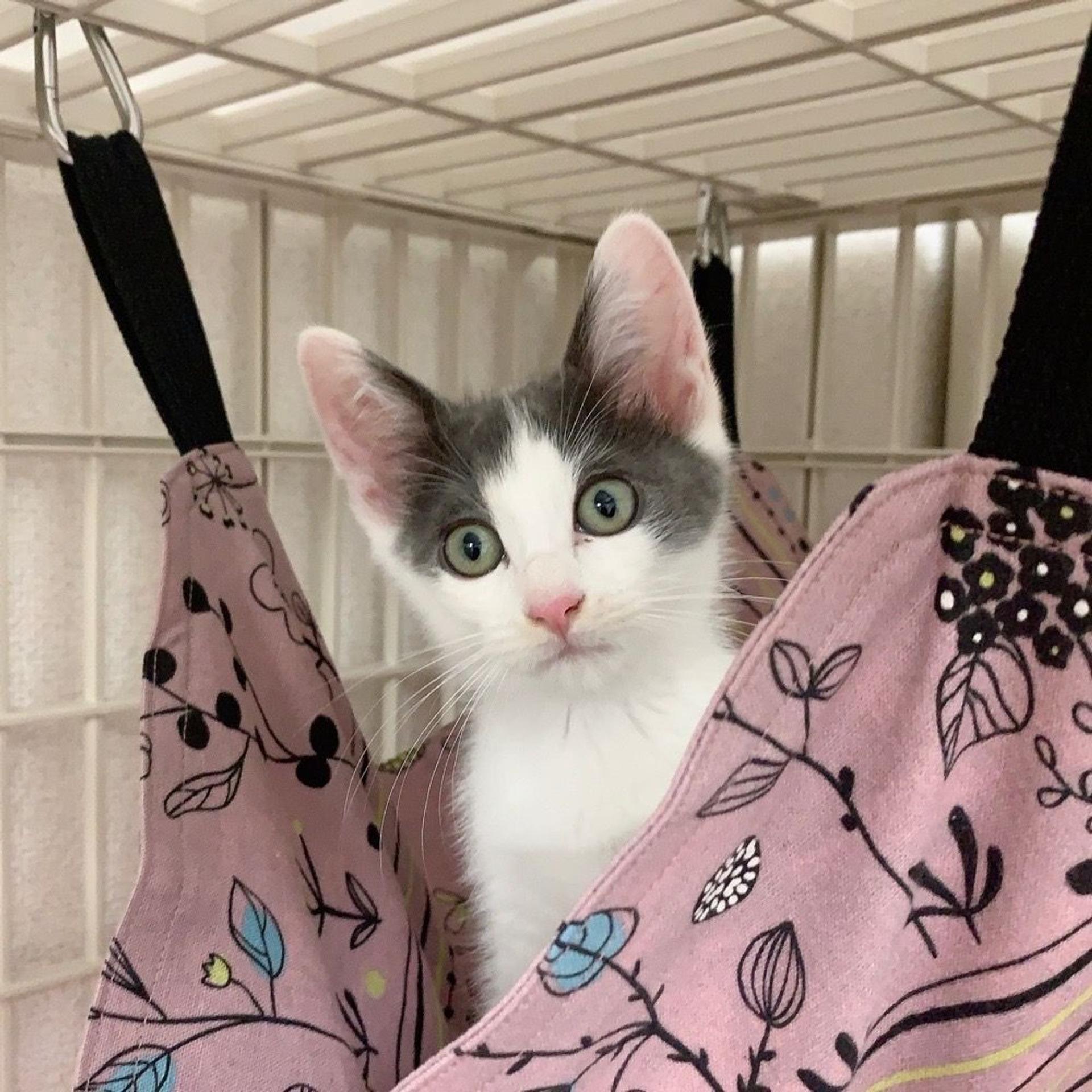 pet-image-8