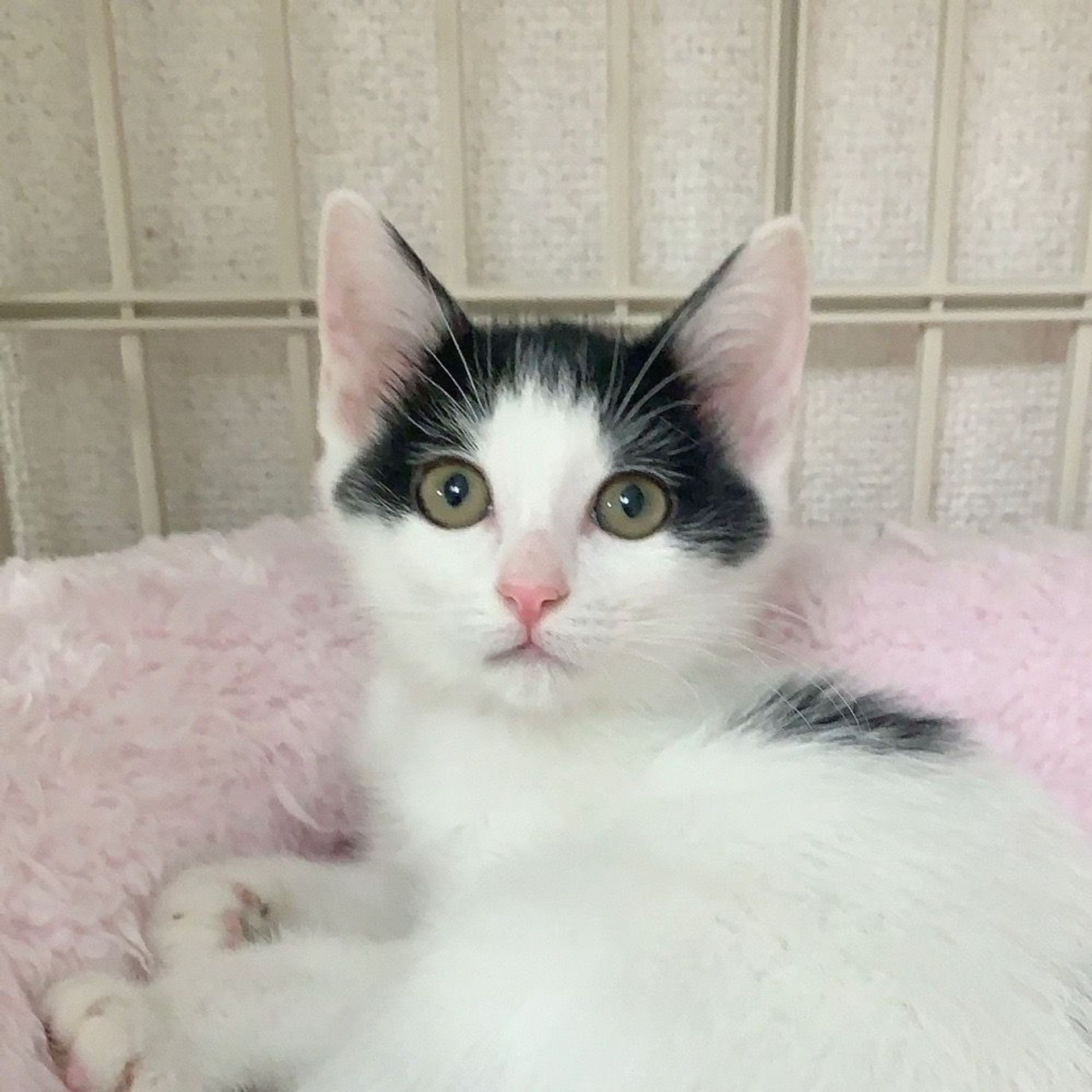 雑種（ミックス猫）・オスの里親募集の写真