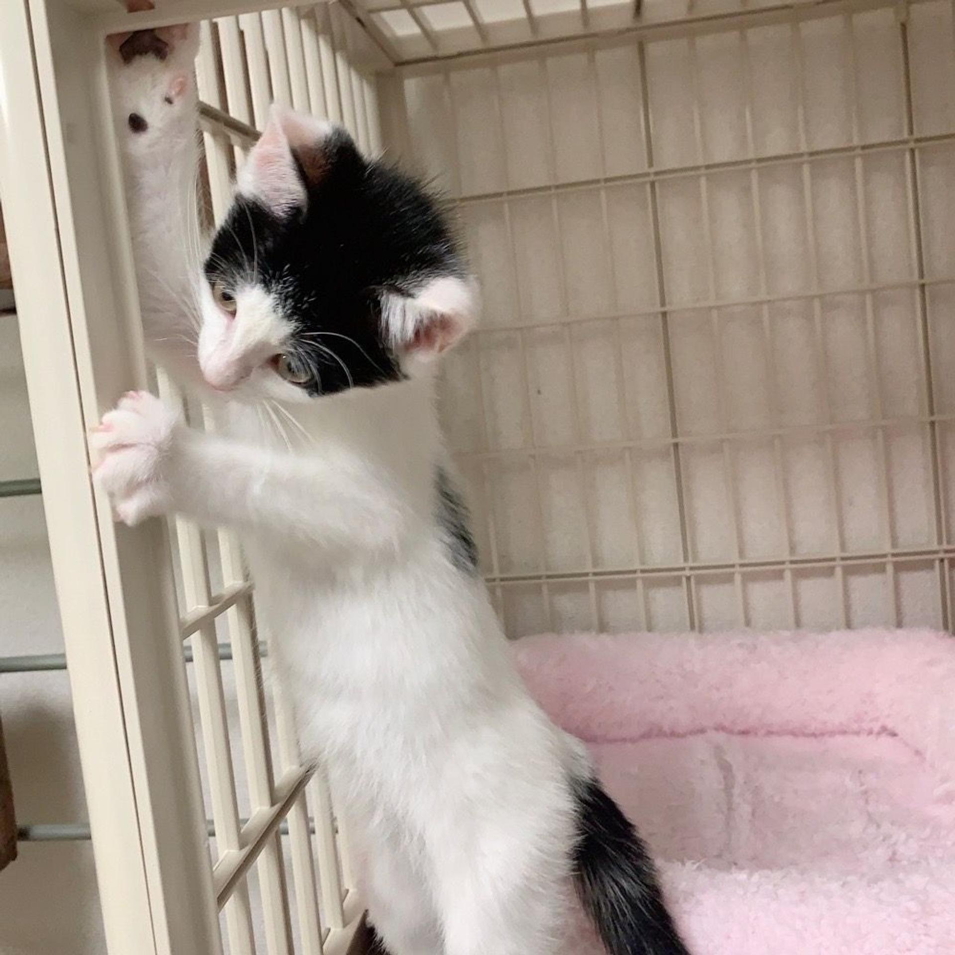 pet-image-4