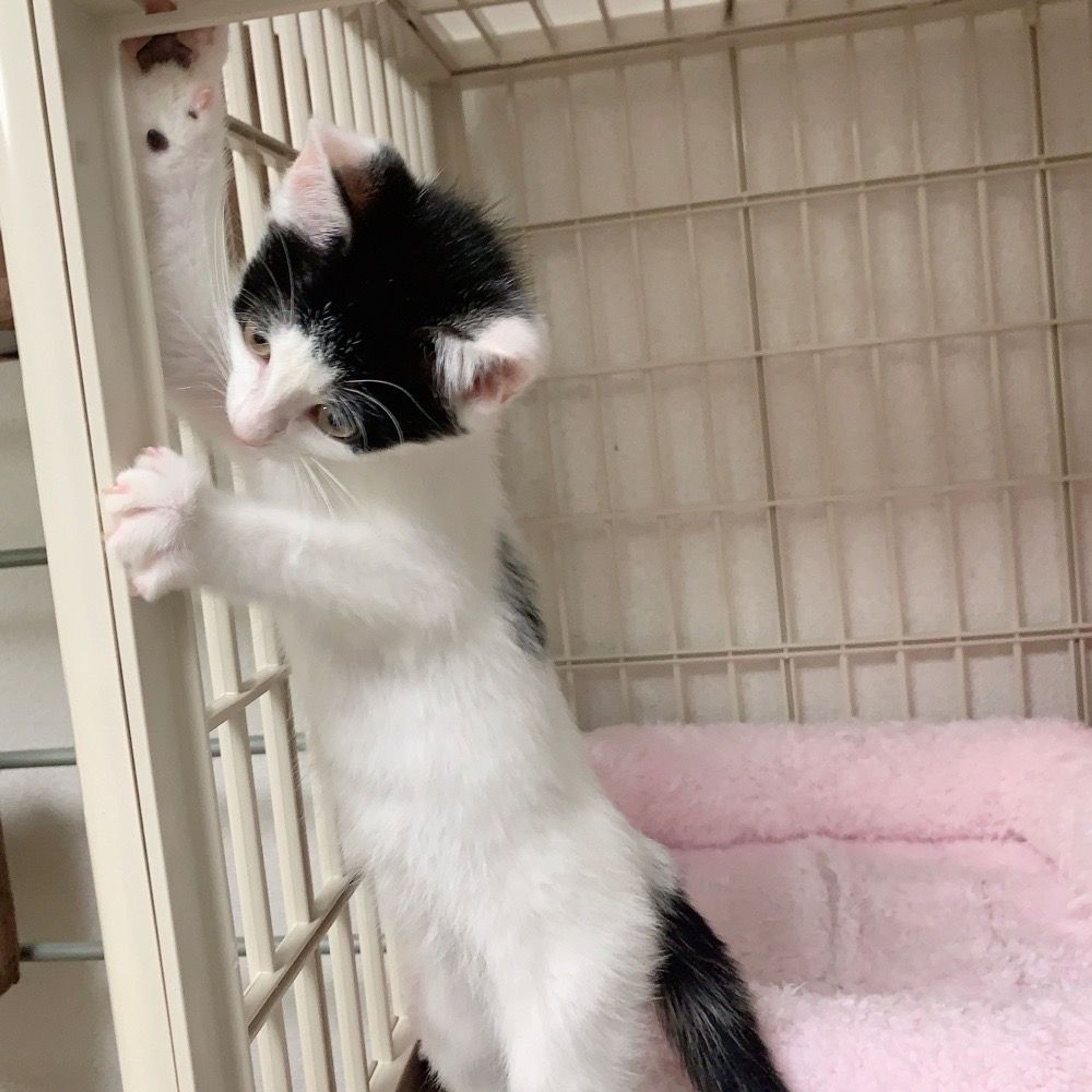 pet-image-4