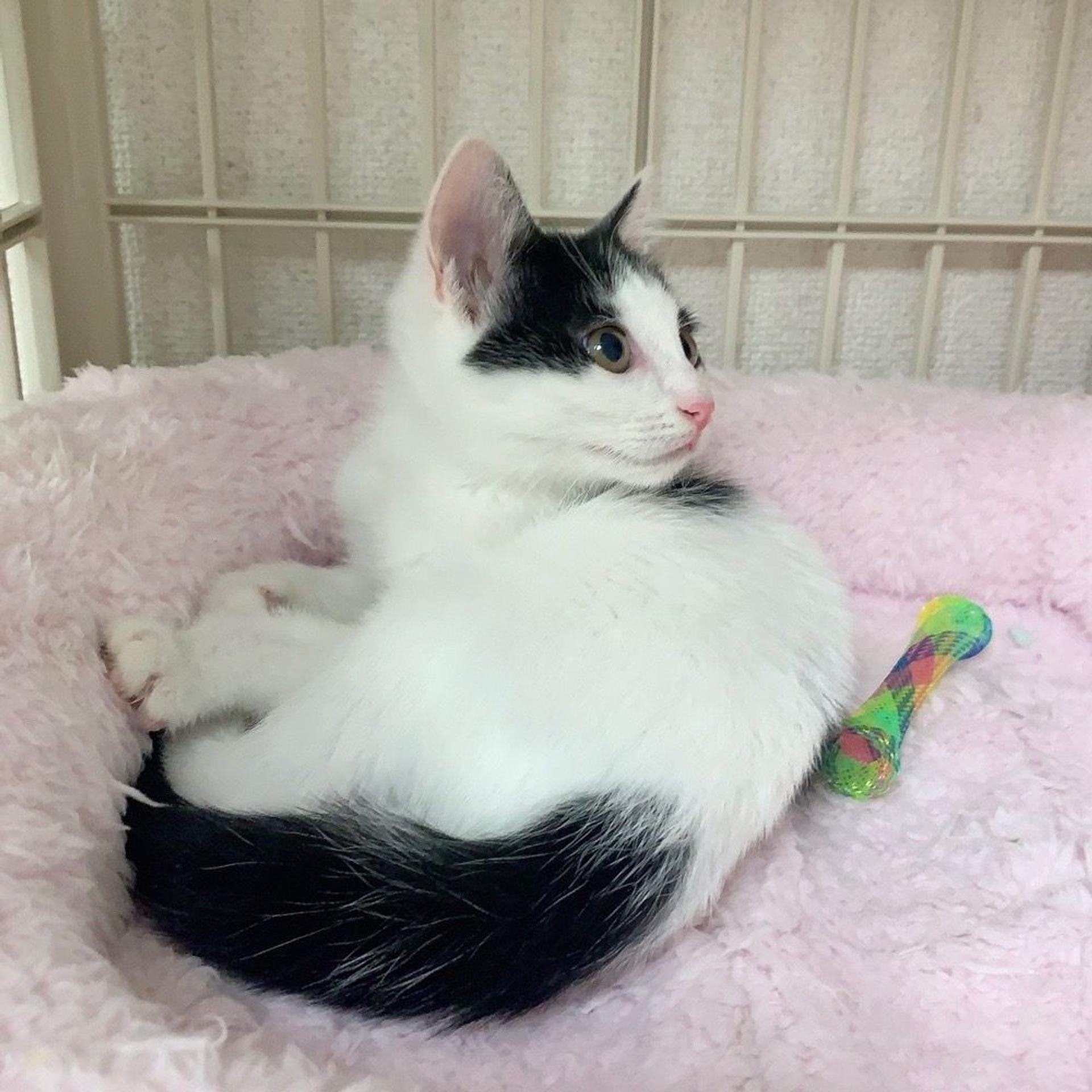 pet-image-5