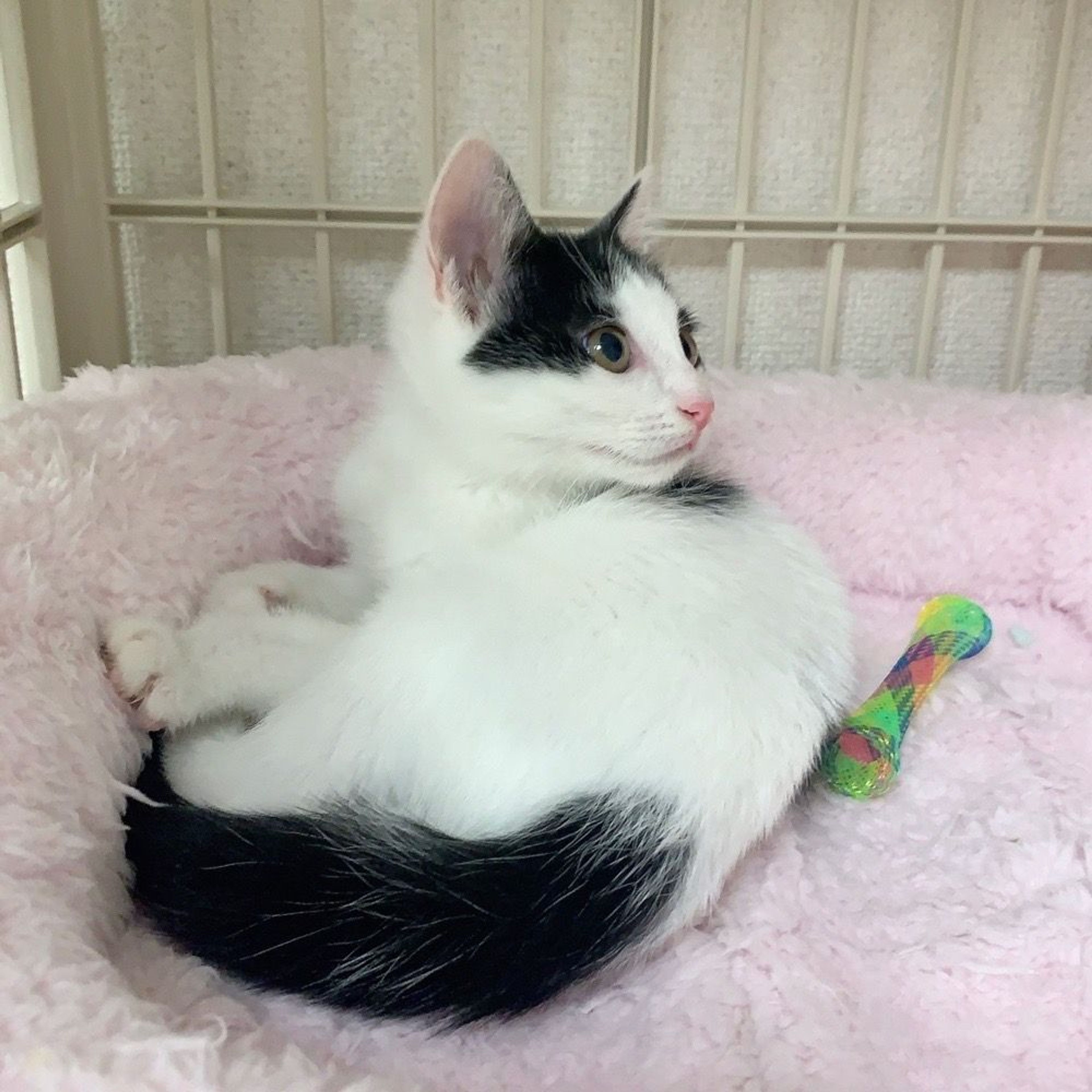 pet-image-5