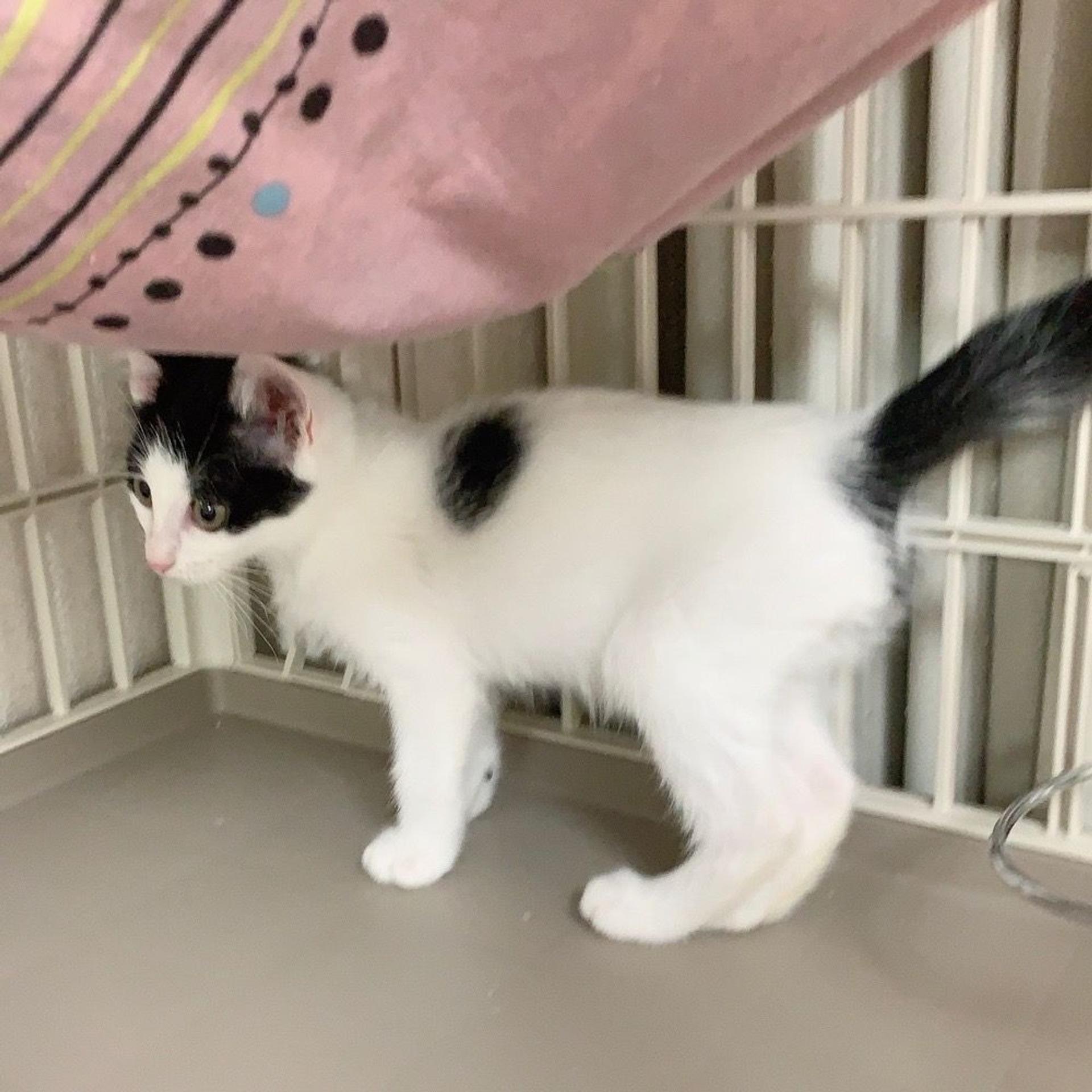 pet-image-6