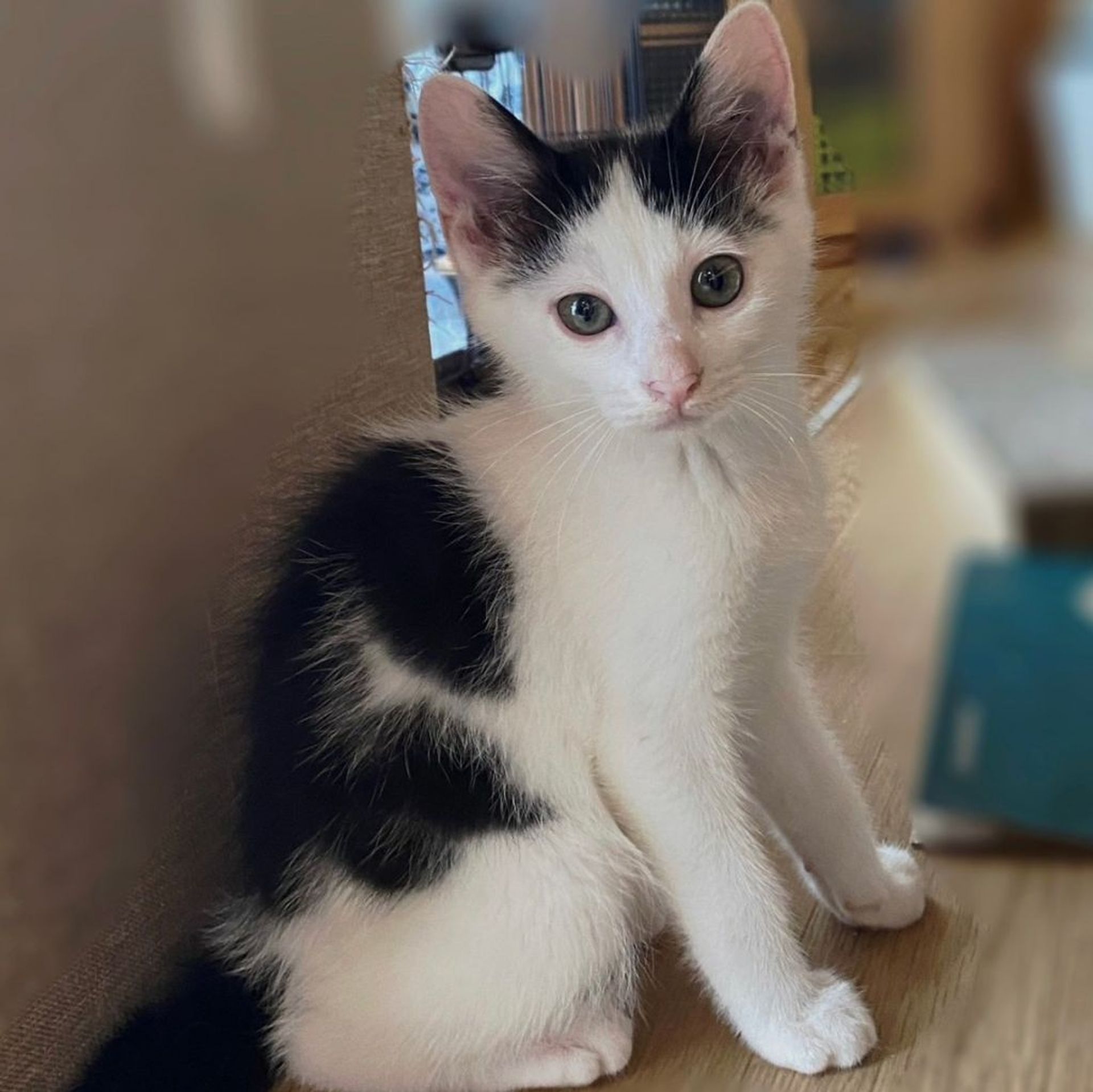 雑種（ミックス猫）・オスの里親募集の写真