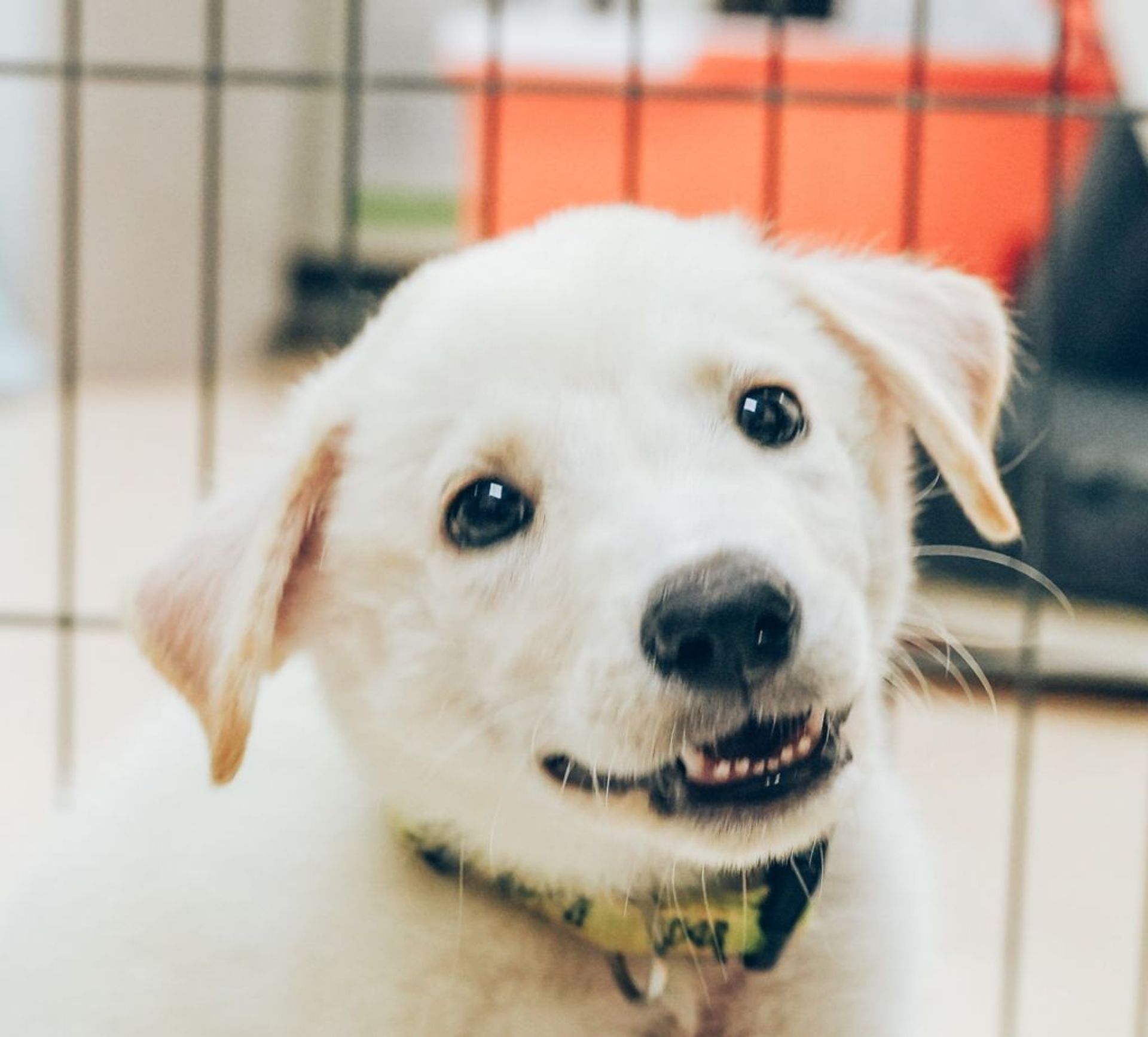 雑種（ミックス犬）・オスの里親募集の写真