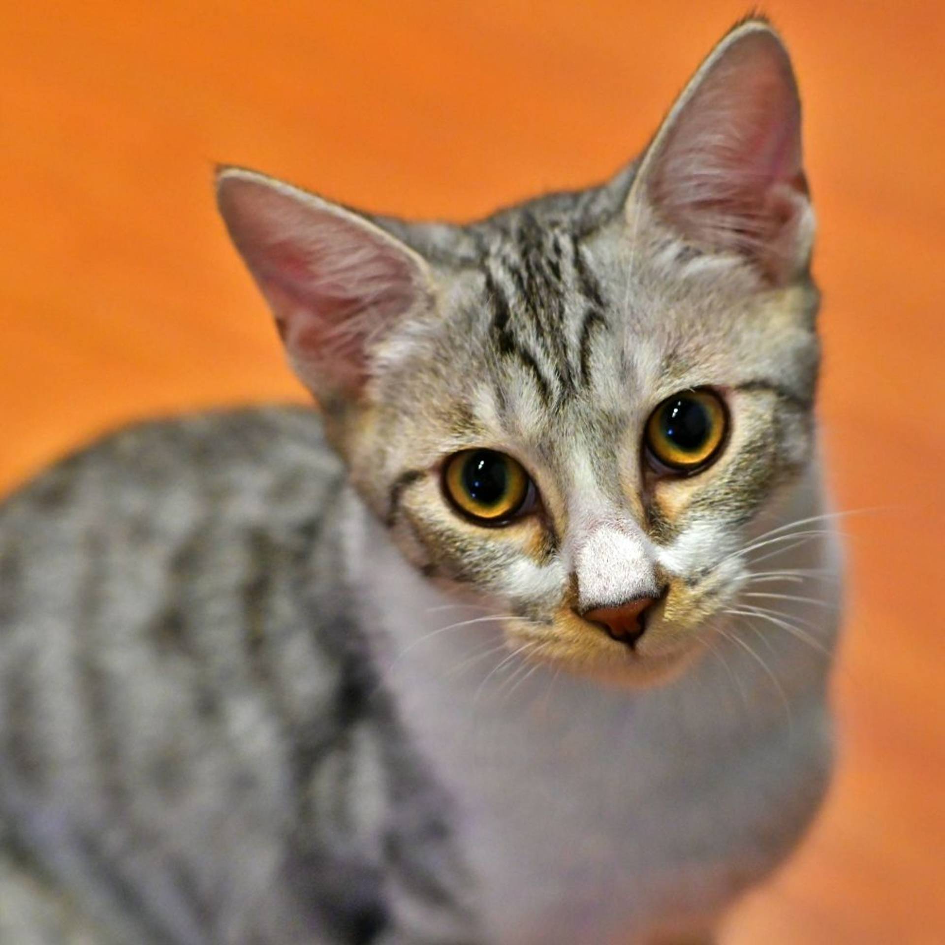 雑種（ミックス猫）・オスの里親募集の写真