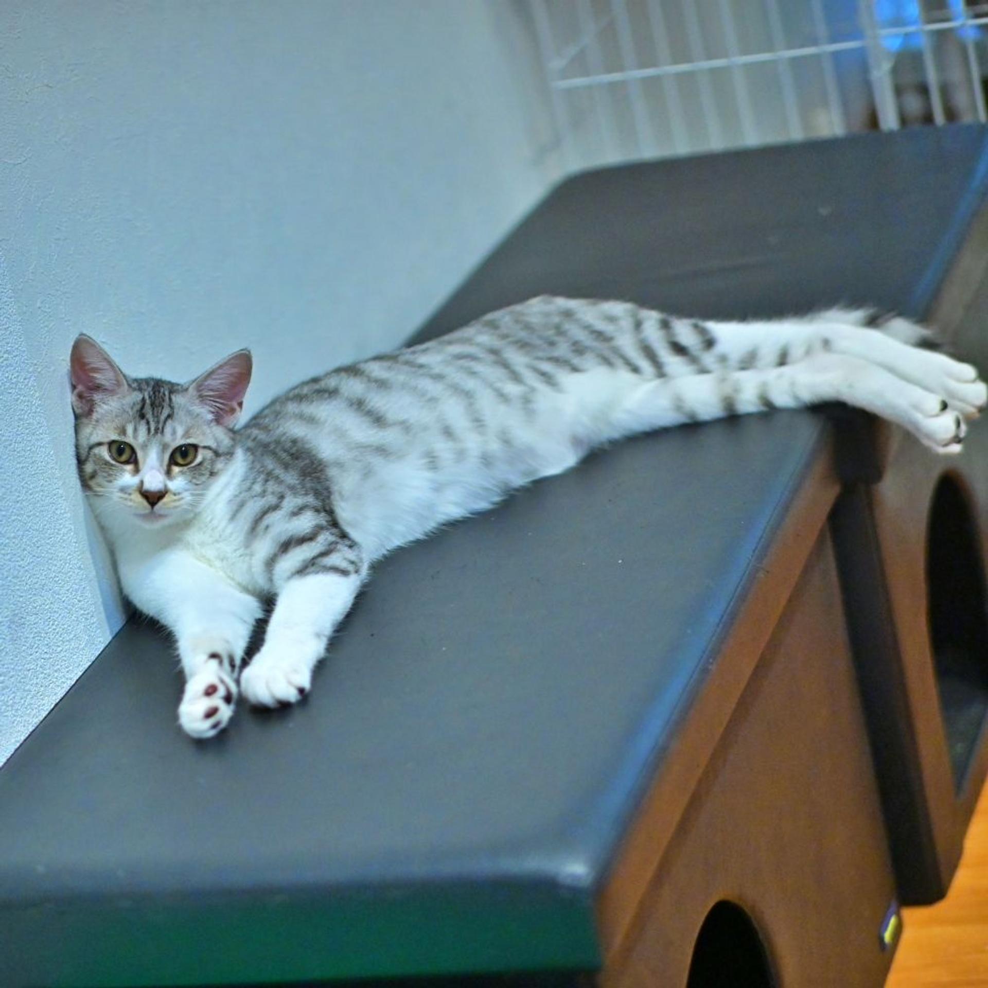 pet-image-2