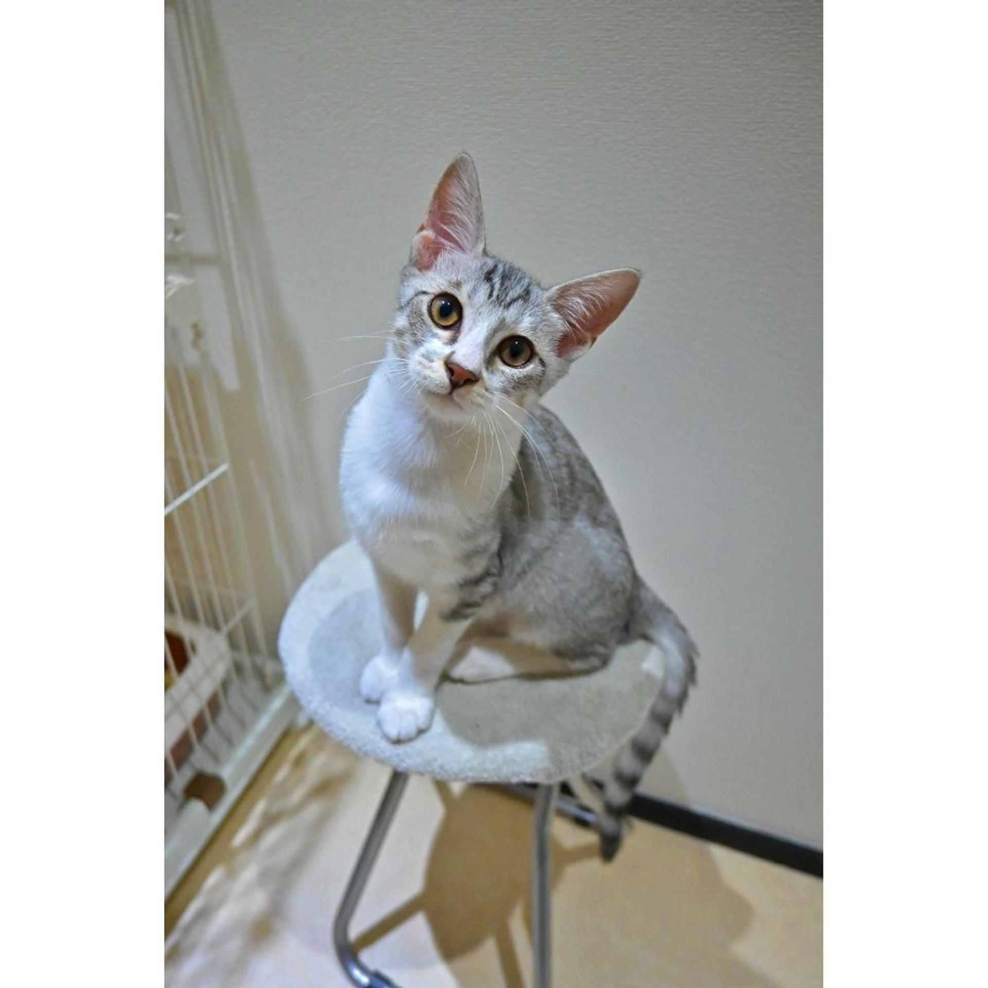 pet-image-3